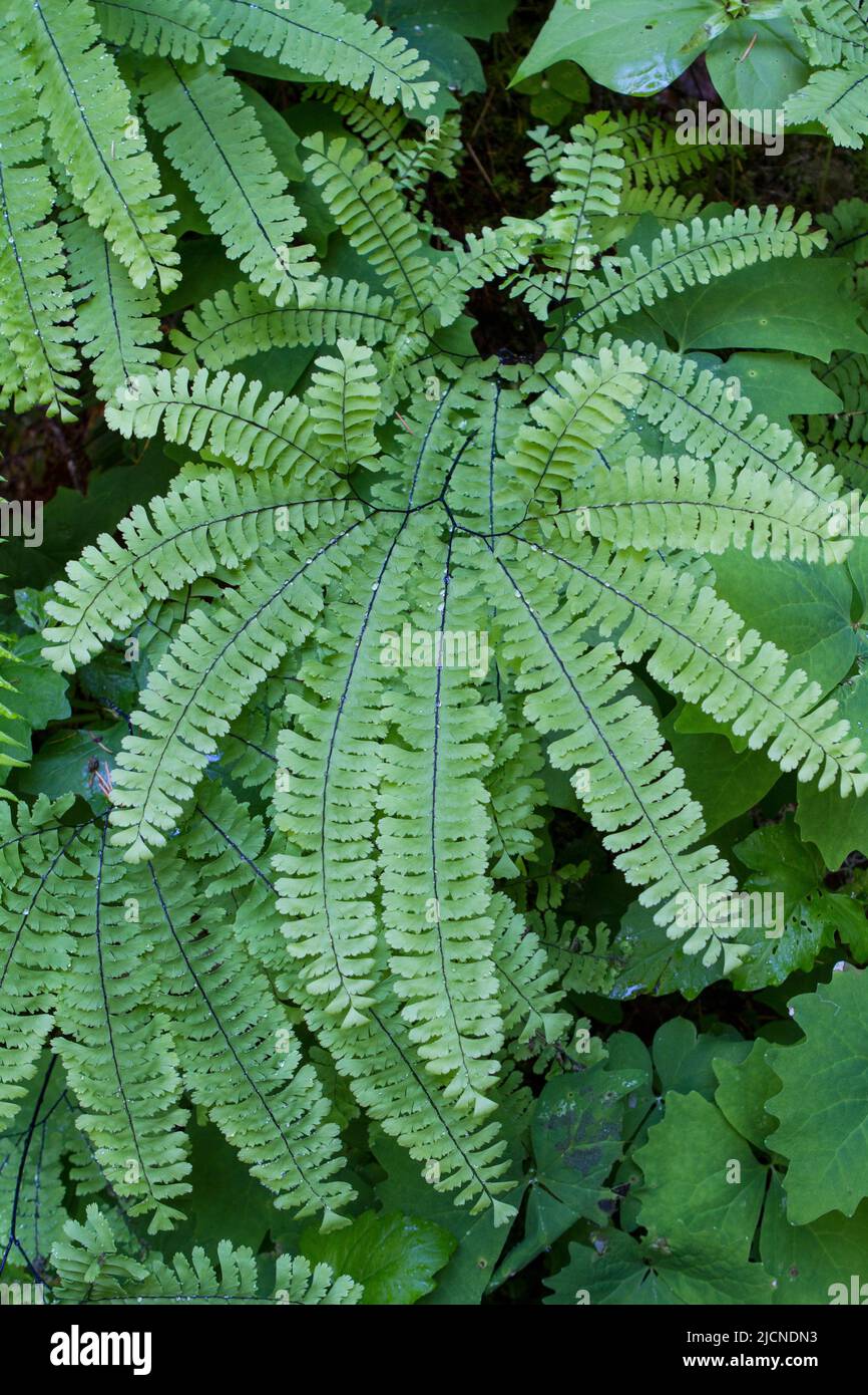 Delicate fronds of the Pacific Northwest native Maidenhair Fern (Adiantum aleuticum) in a natural woodland setting. Stock Photo