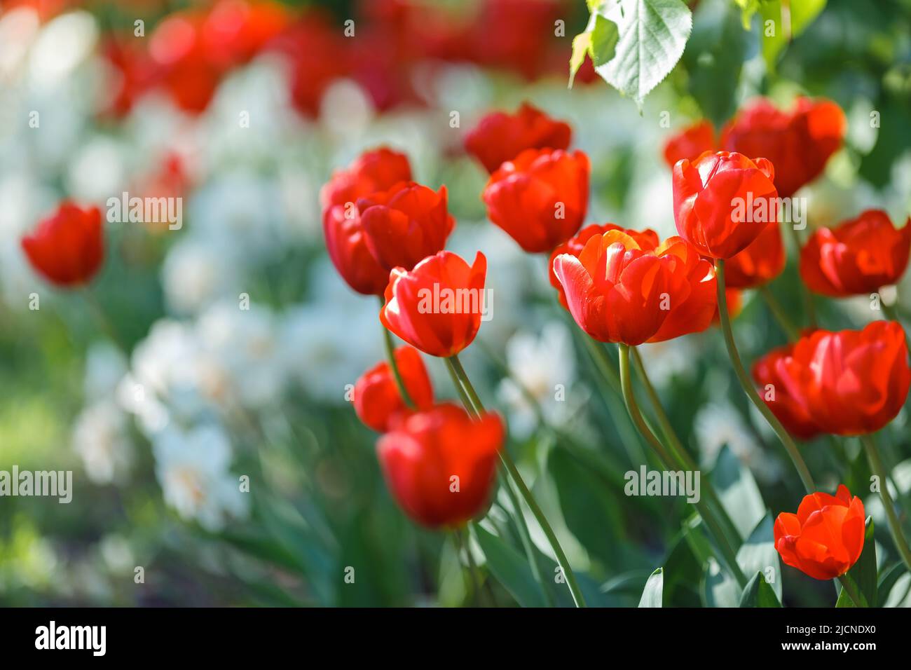 red tulips growing in a flower bed with white flowers, in the spring on a sunny day. Stock Photo