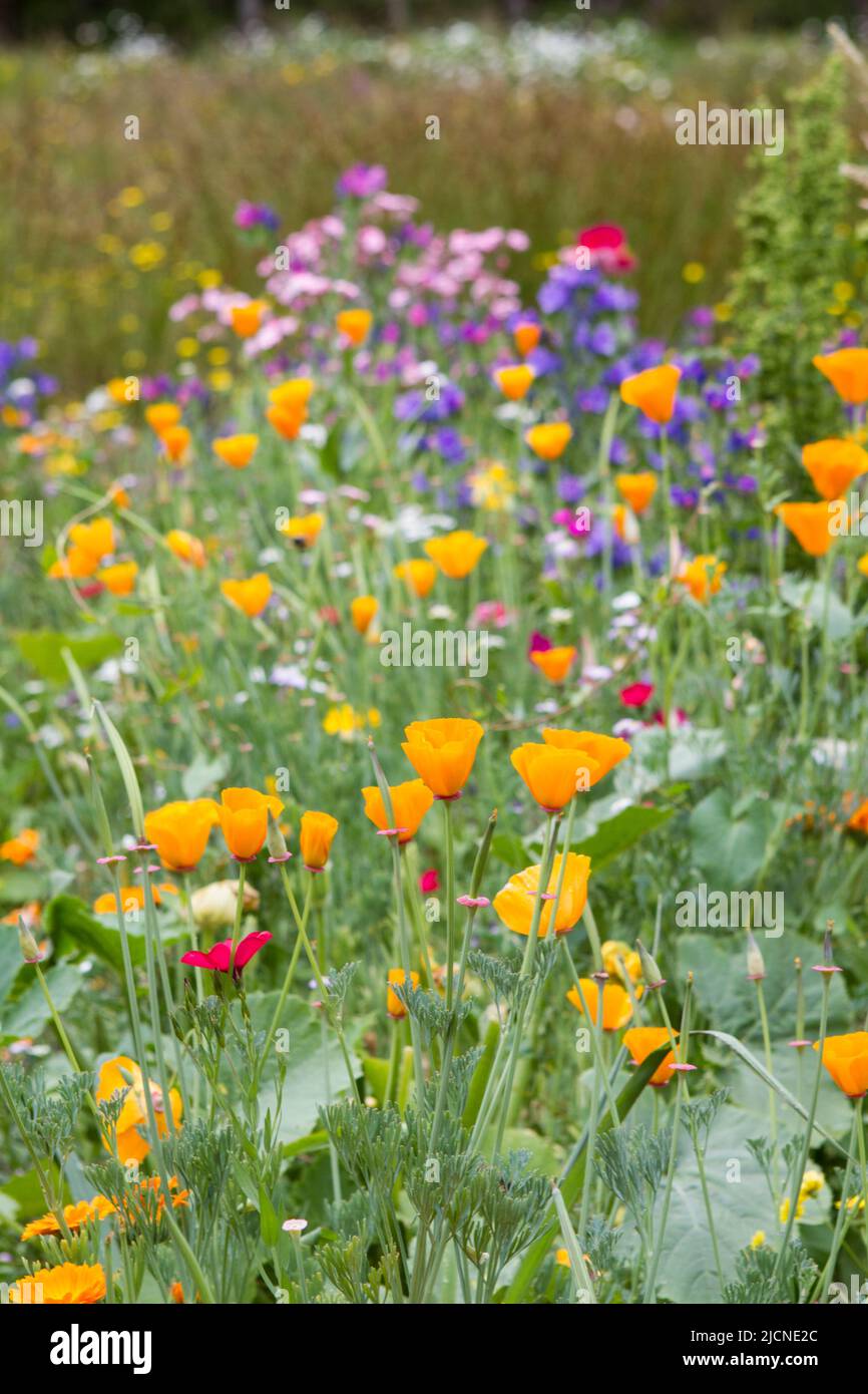 Colorful, vibrant wildflowers featuring California Golden Poppies blooming in a Northwest eco-friendly pollinator garden. Stock Photo