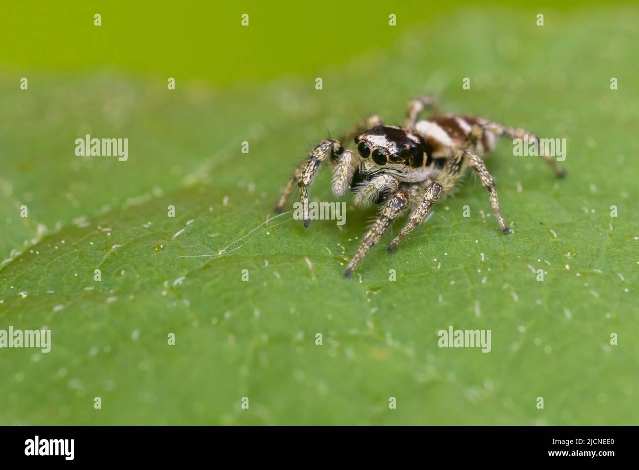 zebra jumping spider (Salticus scenicus Stock Photo Alamy