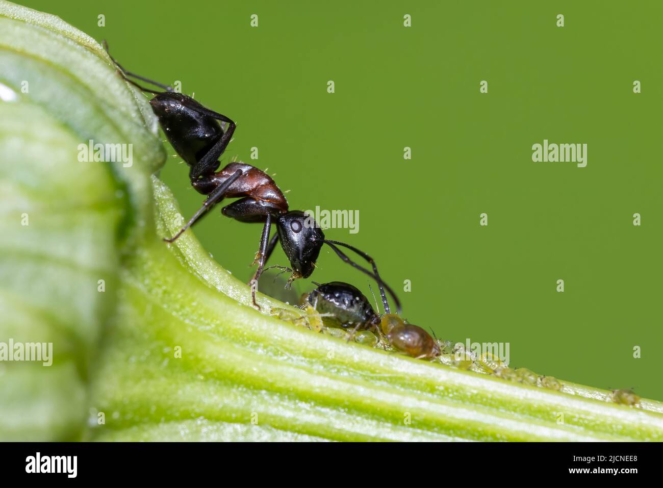 ant and aphid symbiotic relationship Stock Photo