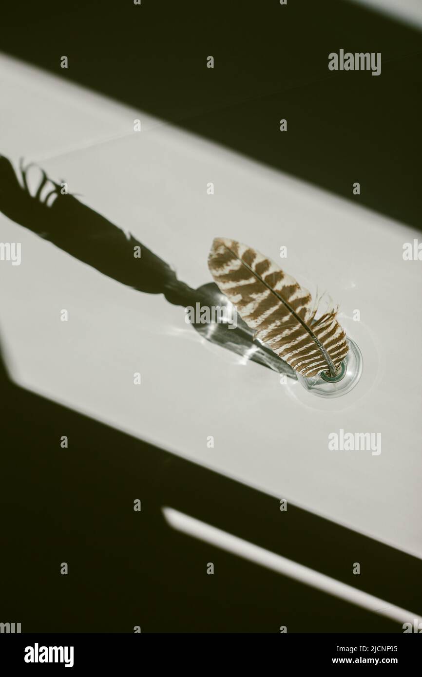 Turkey Feather on a White Background with Sharp Contrasting Shadows Stock Photo