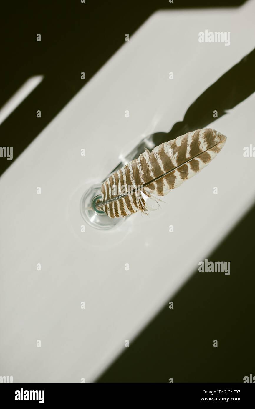 Turkey Feather on a White Background with Sharp Contrasting Shadows Stock Photo