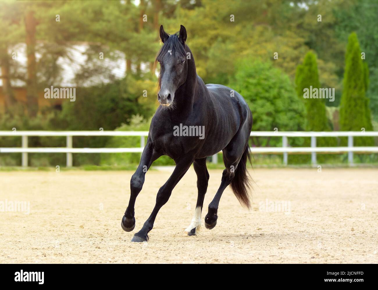 Horse run gallop in sand. A black thoroughbred sports stallion. Summer light. Front view. Equestrian sport. Trotter Stock Photo