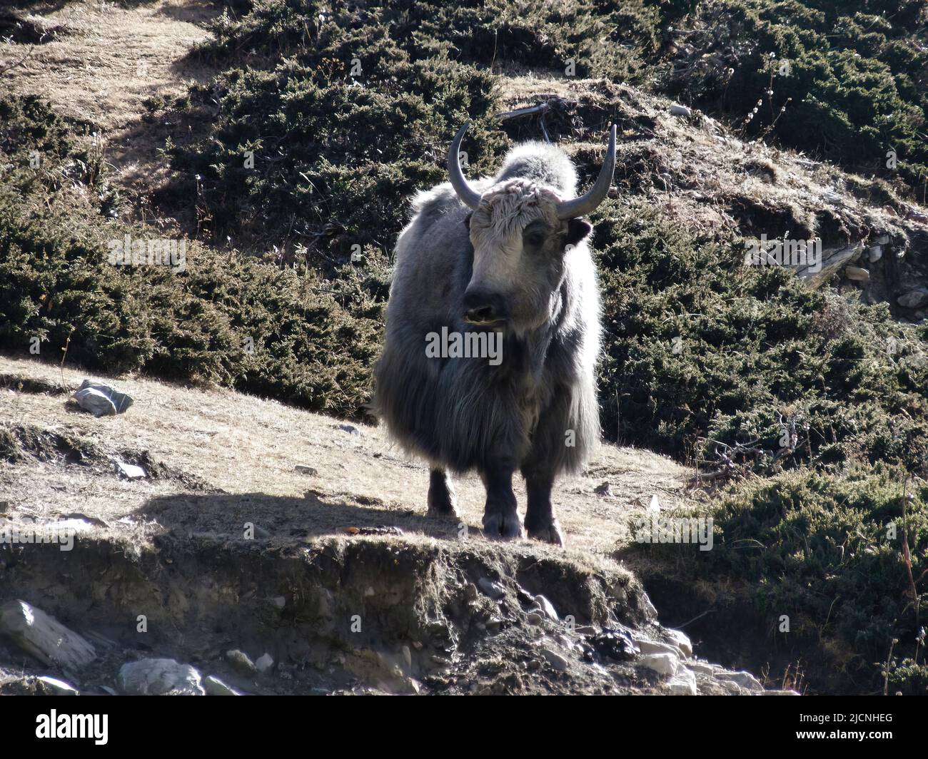 Yak Kharka (Annapurna Circuit Nepal) at 4000 meters altitude along one