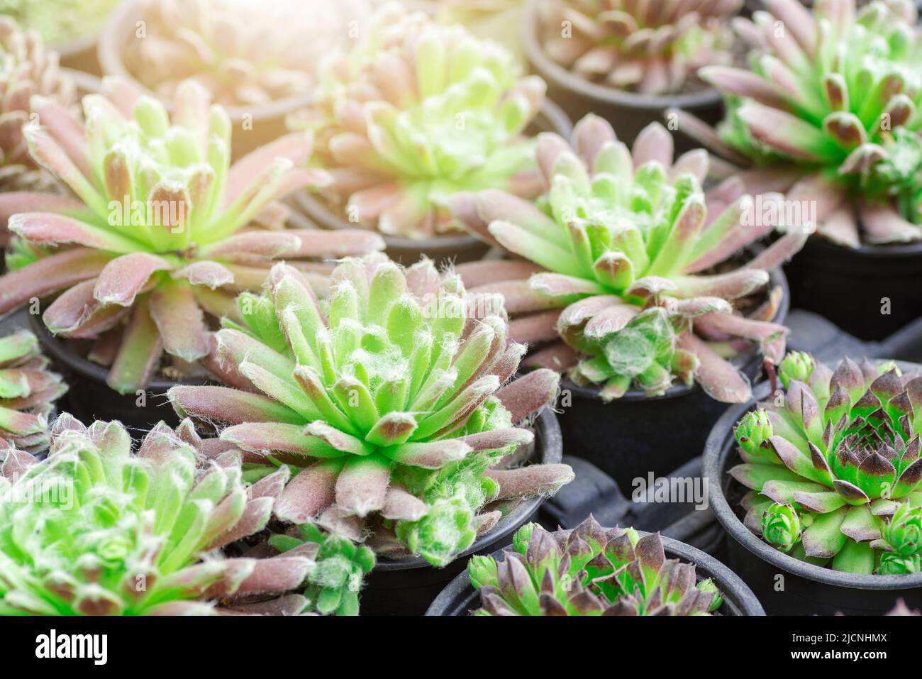 Green Sempervivum arachnoideum potted plant. Succulent Closeup Stock Photo
