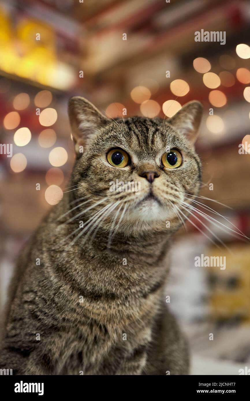 Cat breed British Blue is on the table Stock Photo Alamy