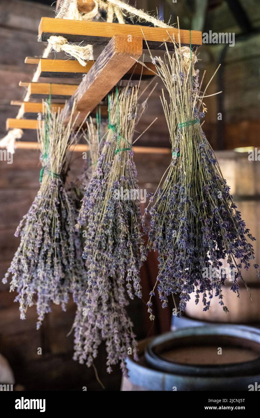 lavender bundles tied and hanging to dry from an herb rack Stock Photo