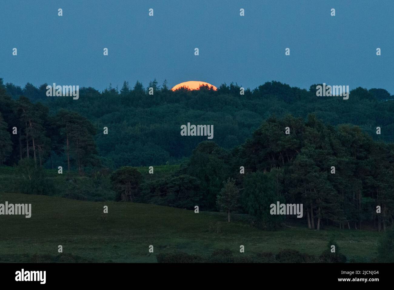 New Forest, Hampshire, UK, 14th June 2022. Strawberry full supermoon rising over the horizon and treetops in late evening. The strawberry full moon is so called as it coincides with the strawberry harvest and is a supermoon because of its relatively close proximity to earth. Paul Biggins/Alamy Live News Stock Photo