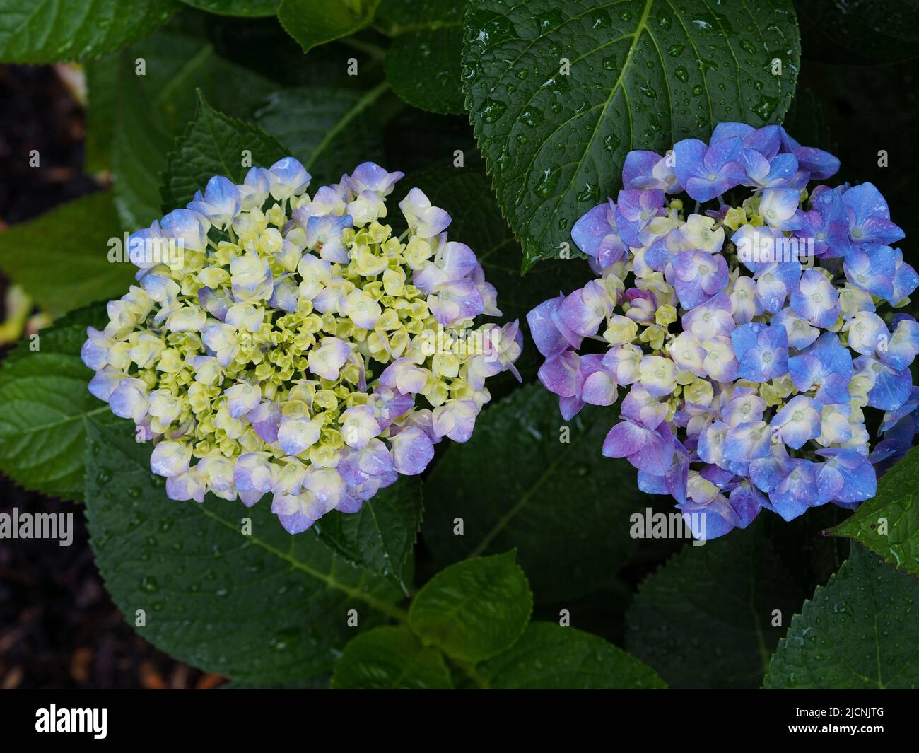 Hydrangea flowers in partial to full bloom after a rain shower in a garden in Ottawa, Ontario, Canada. Stock Photo