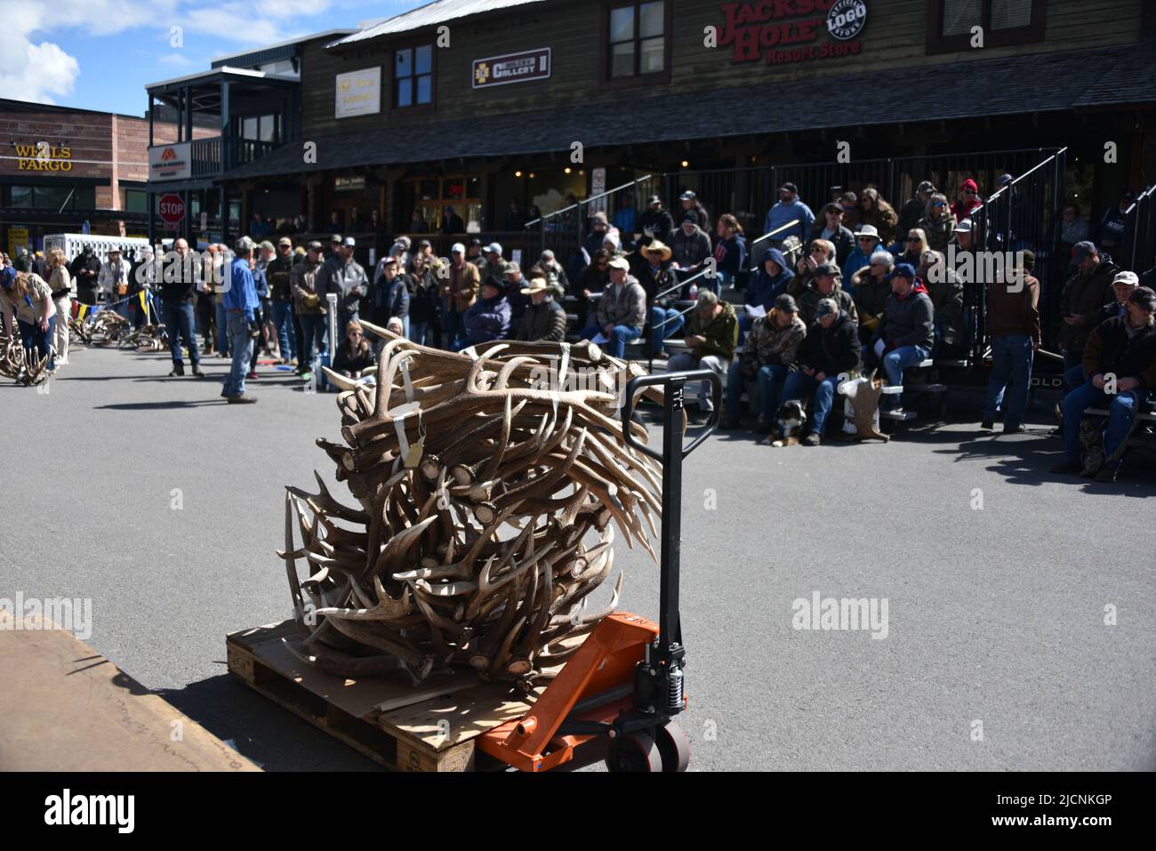 Jackson, WY. USA. 5/21/2022. Boy Scouts of America annual elk and moose