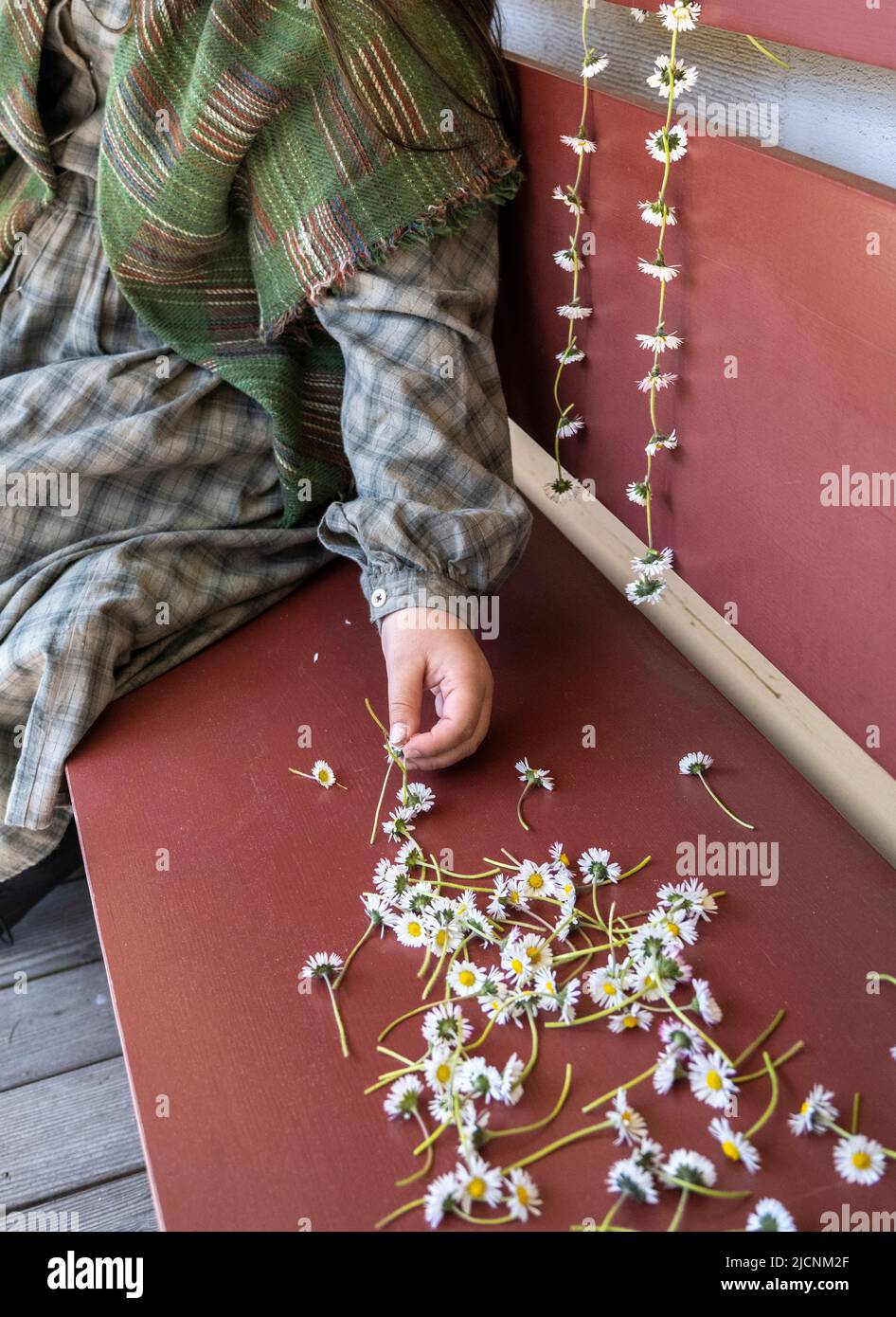 woman making a daisy chain necklace while wearing 1850s historic clothing Stock Photo