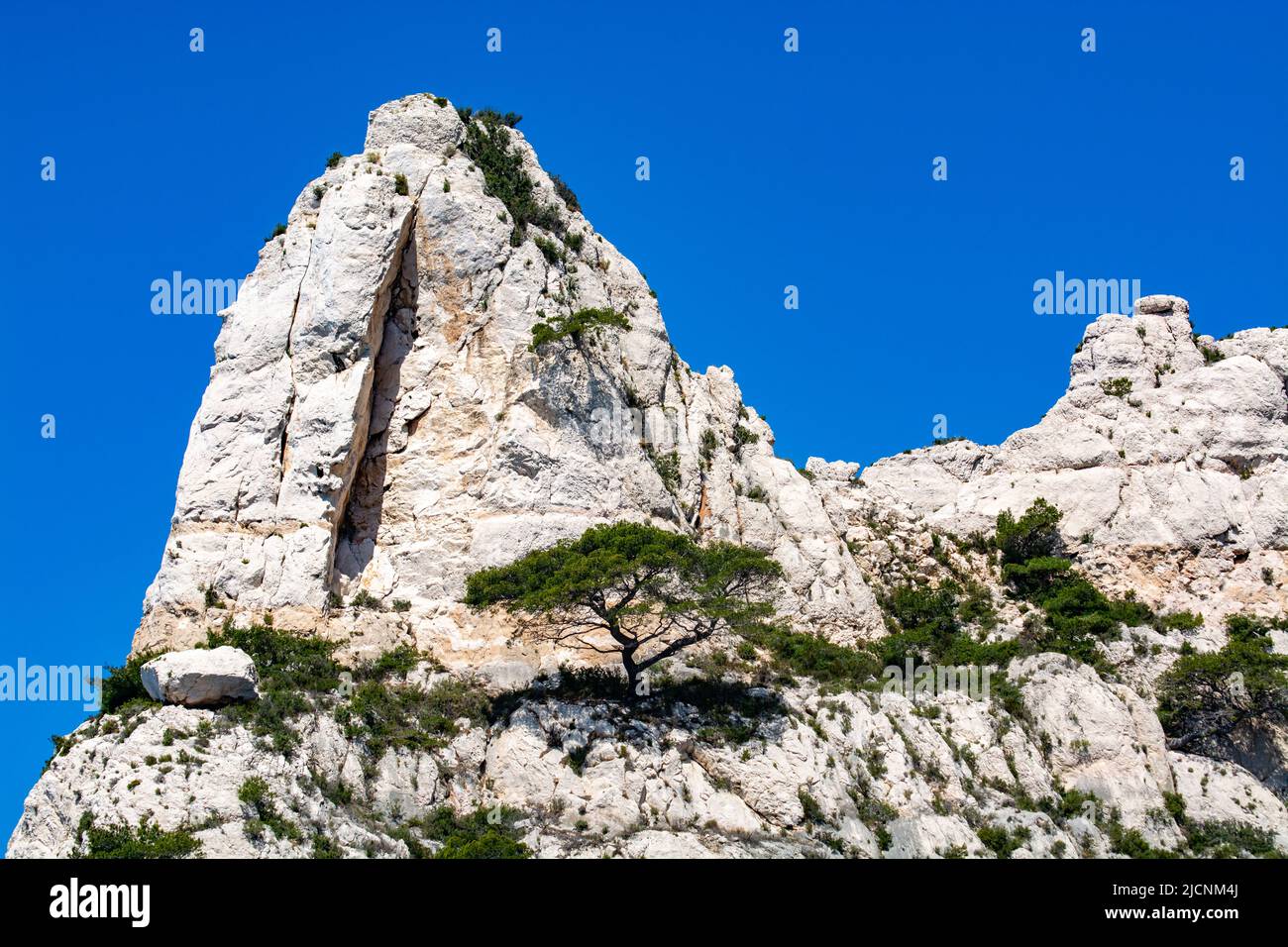 Provence Rocks Mediterranean pine trees growing on white limestone rocks and cliffs in ...