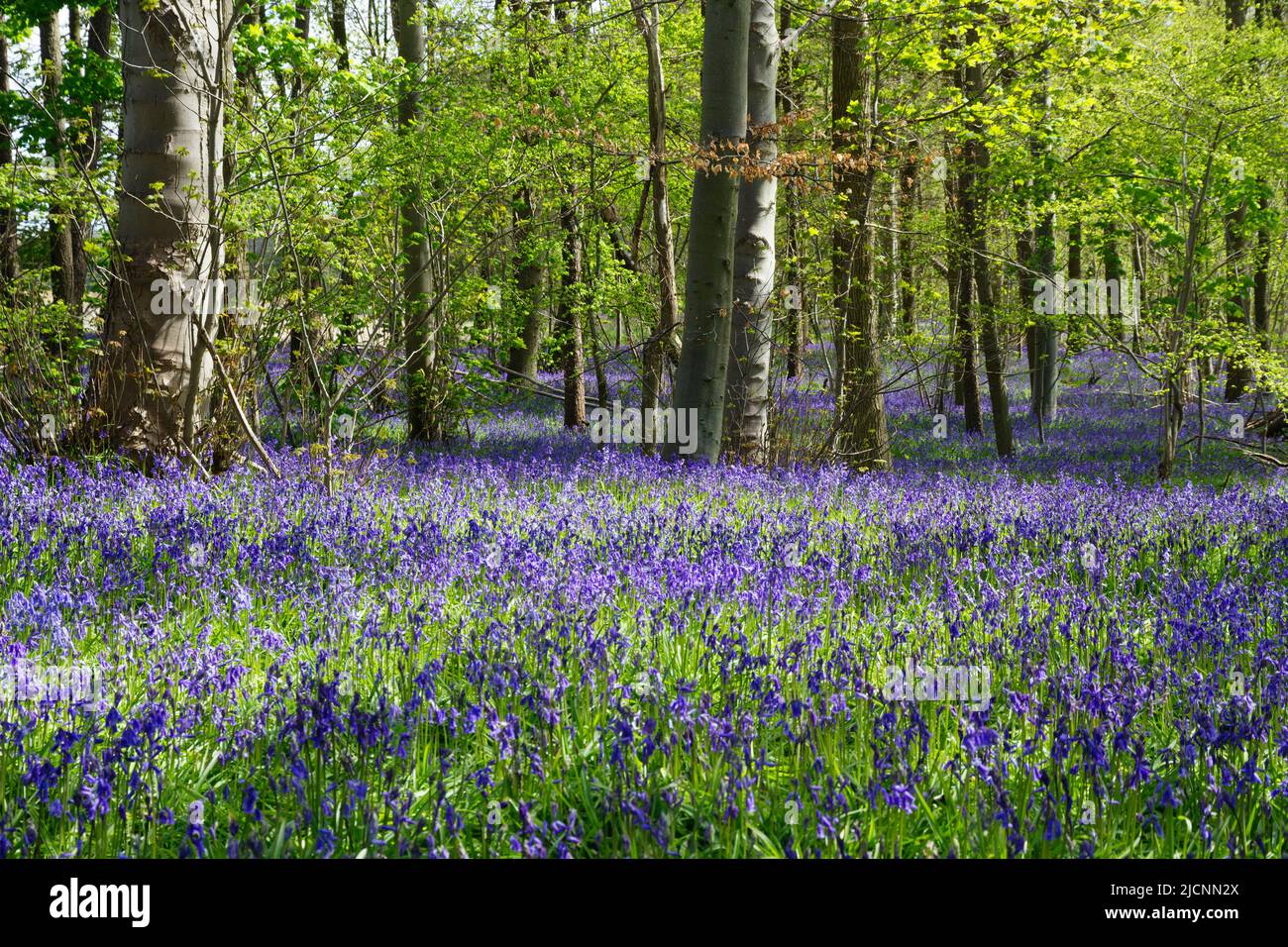 Bluebells, ancient Norfolk Woodland Scene, England, United Kingdom Stock Photo
