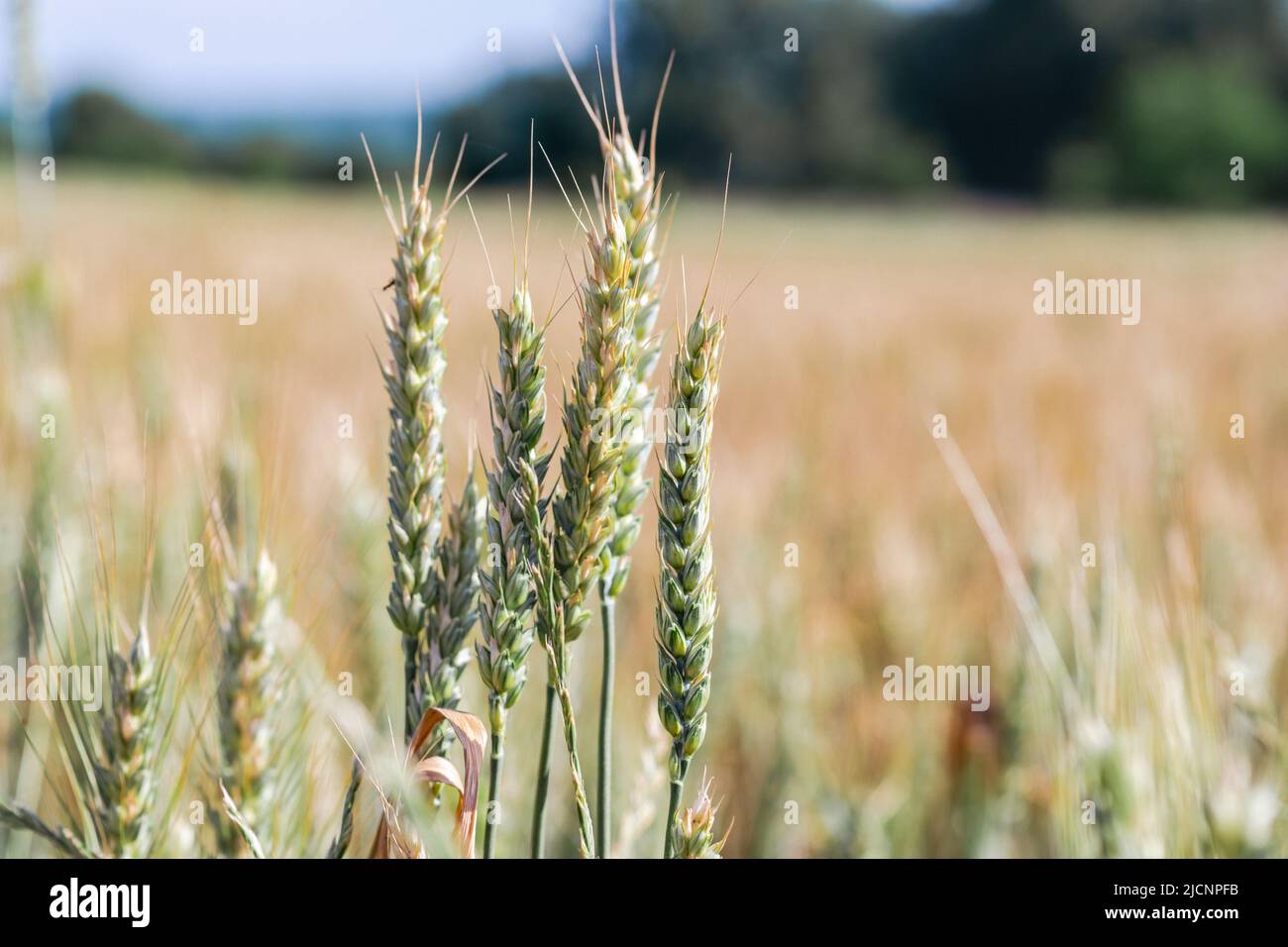 Soft common Wheat field in summer Stock Photo