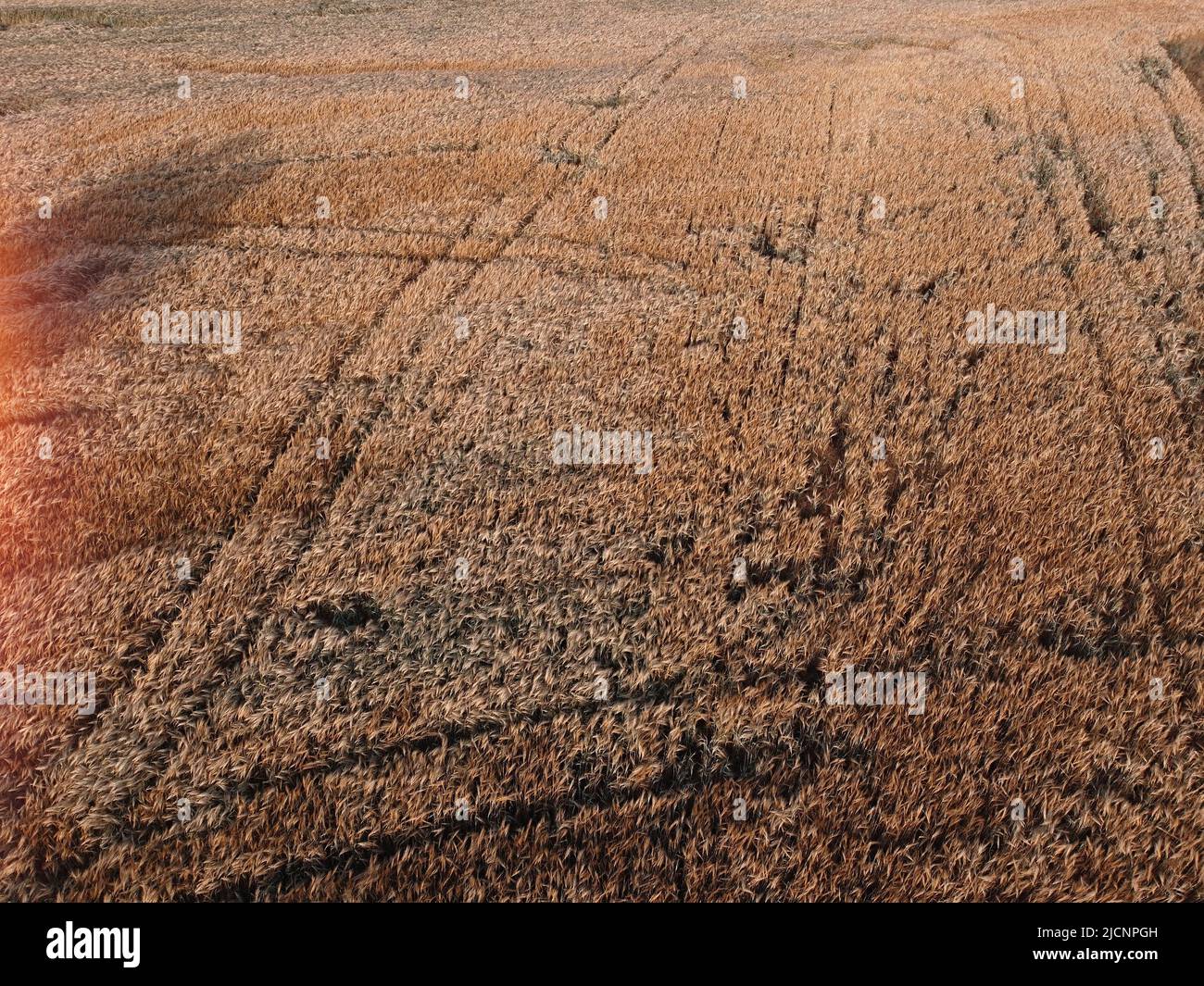 Aerial photography of soft wheat or barley field crop land Stock Photo