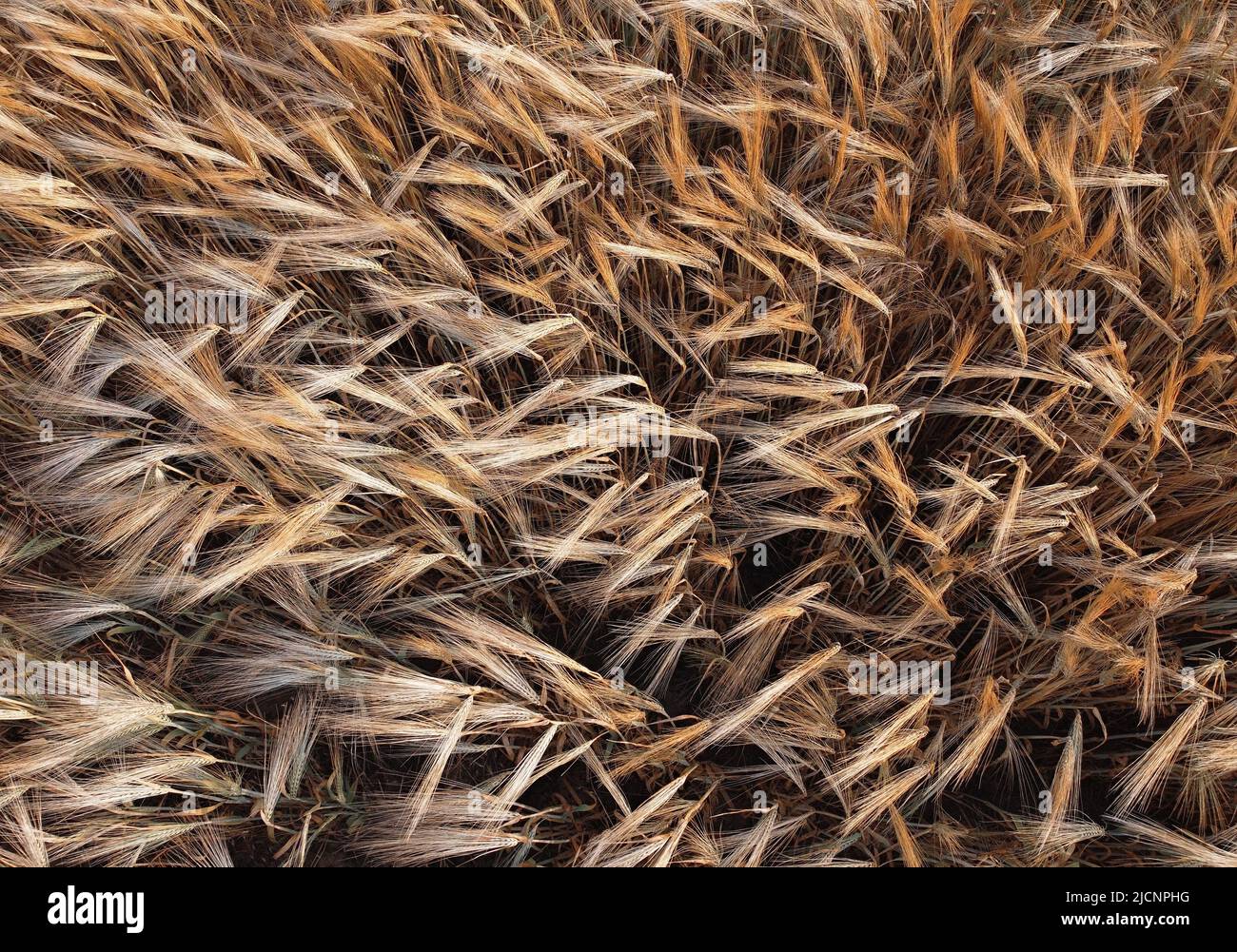 Full frame above view of golden wheat ears, natural background Stock Photo