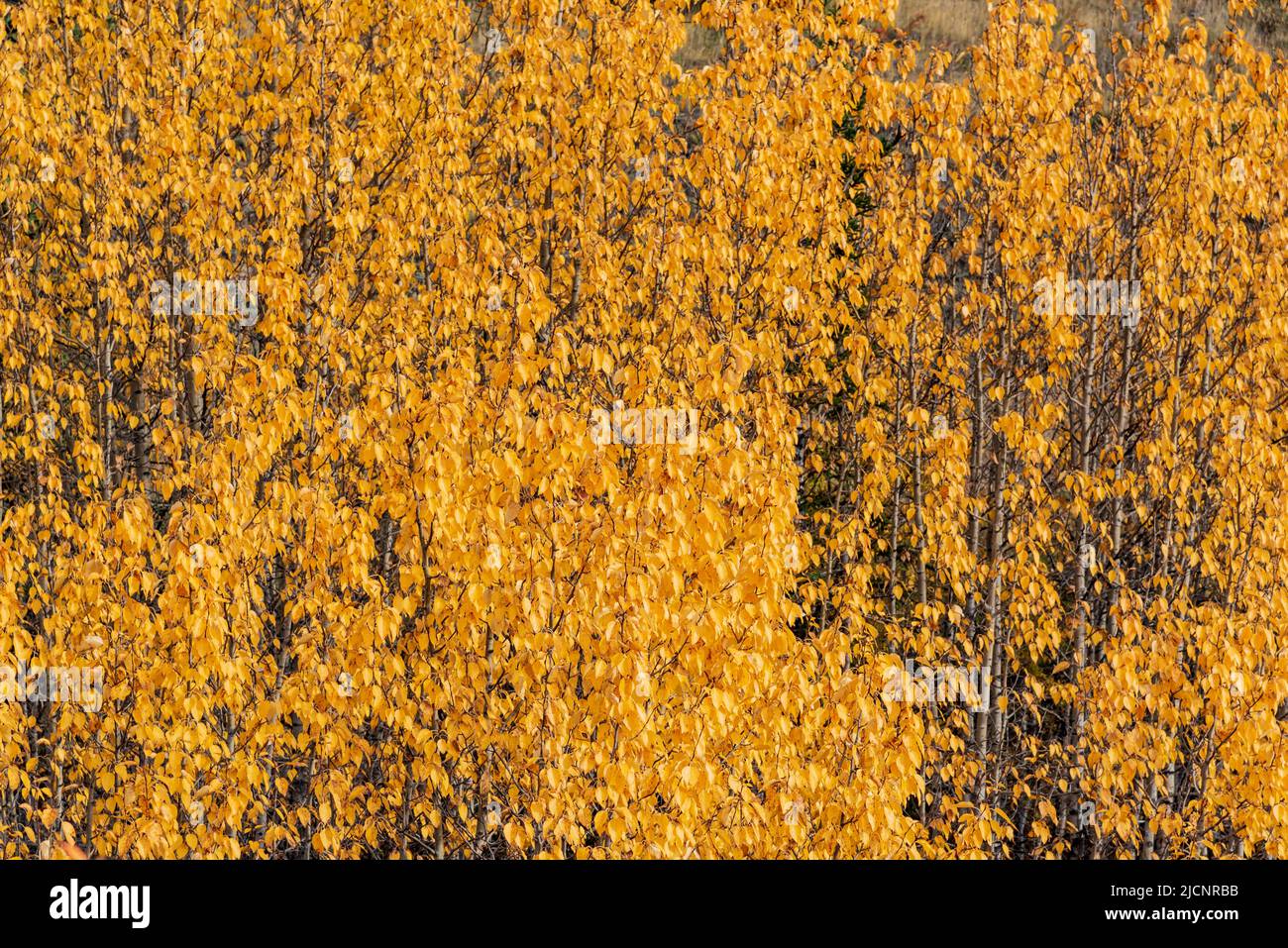 Changing colors of leaves hi-res stock photography and images - Alamy
