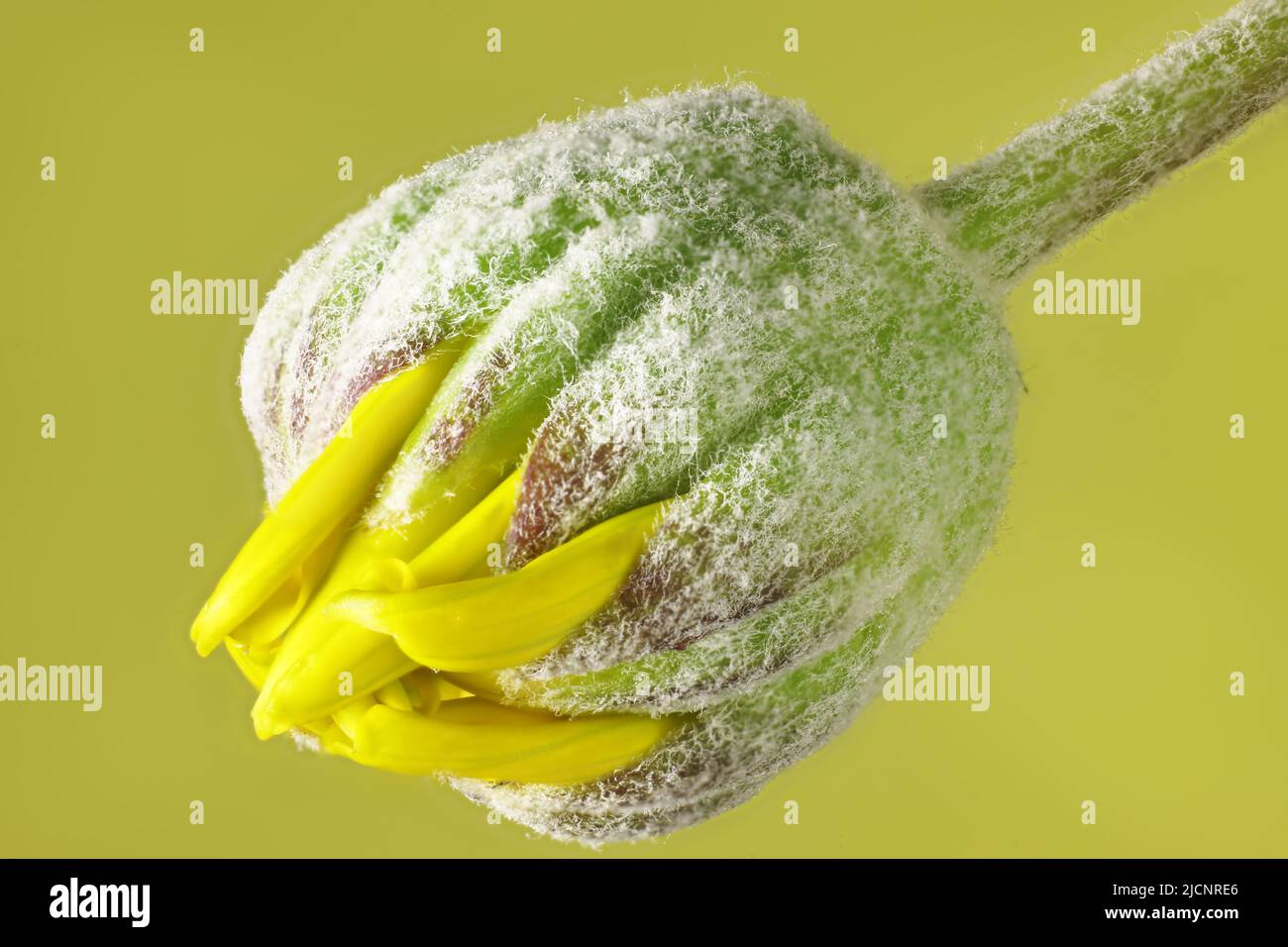 Isolated bud of Golden Daisy Bush (Euryops pectinatus) on green background Stock Photo