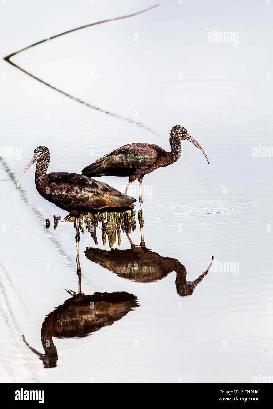 Glossy Ibises posing for the camera while foraging Stock Photo