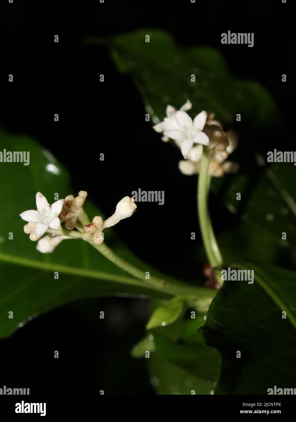 White flowers of Psychotria subsessilis found in Monteverde, Costa Rica Stock Photo