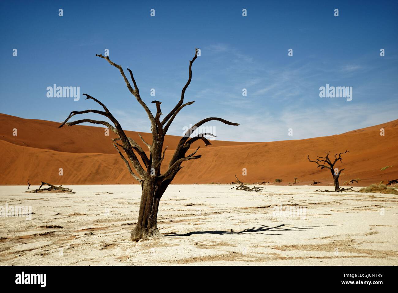 Deadvlei Namibia surreal landscape of dead trees, Namibia, south west Africa Stock Photo