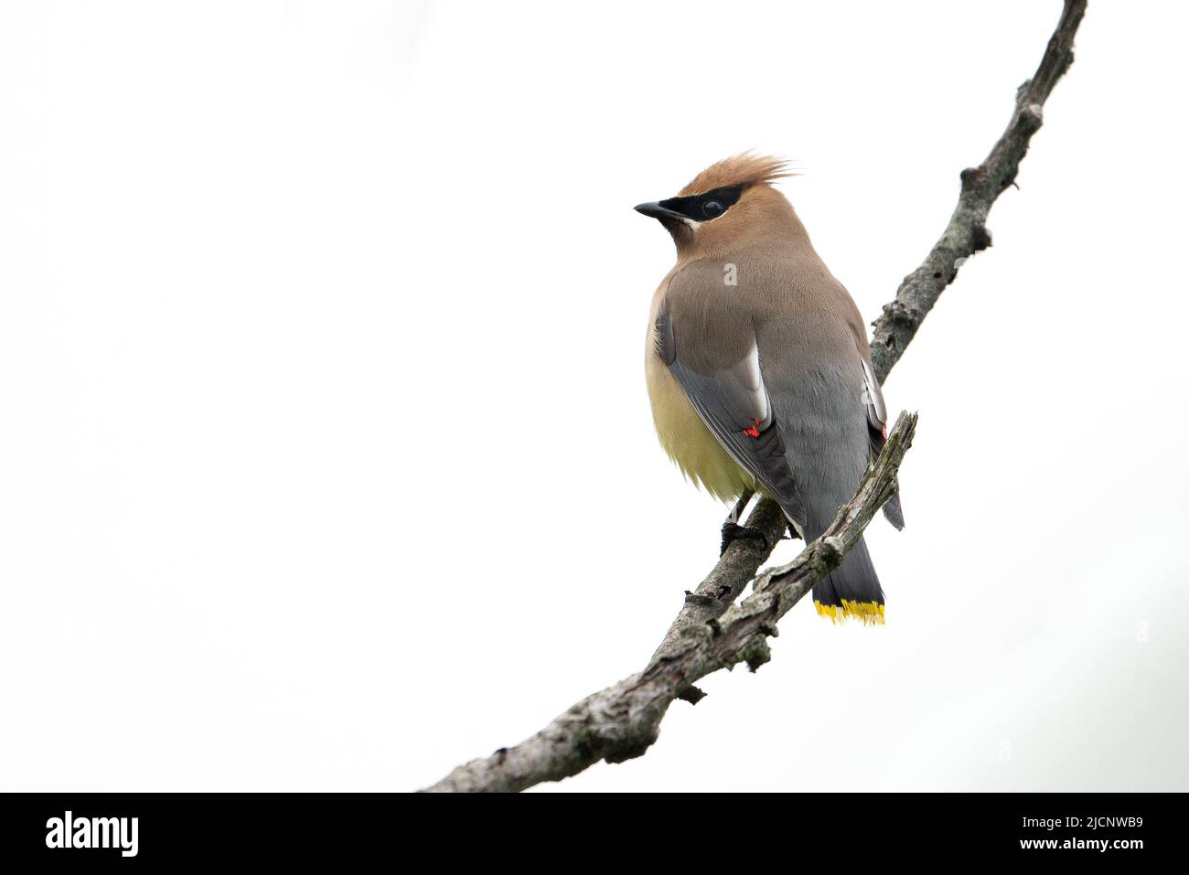 A cedar waxwing perched on a branch Stock Photo