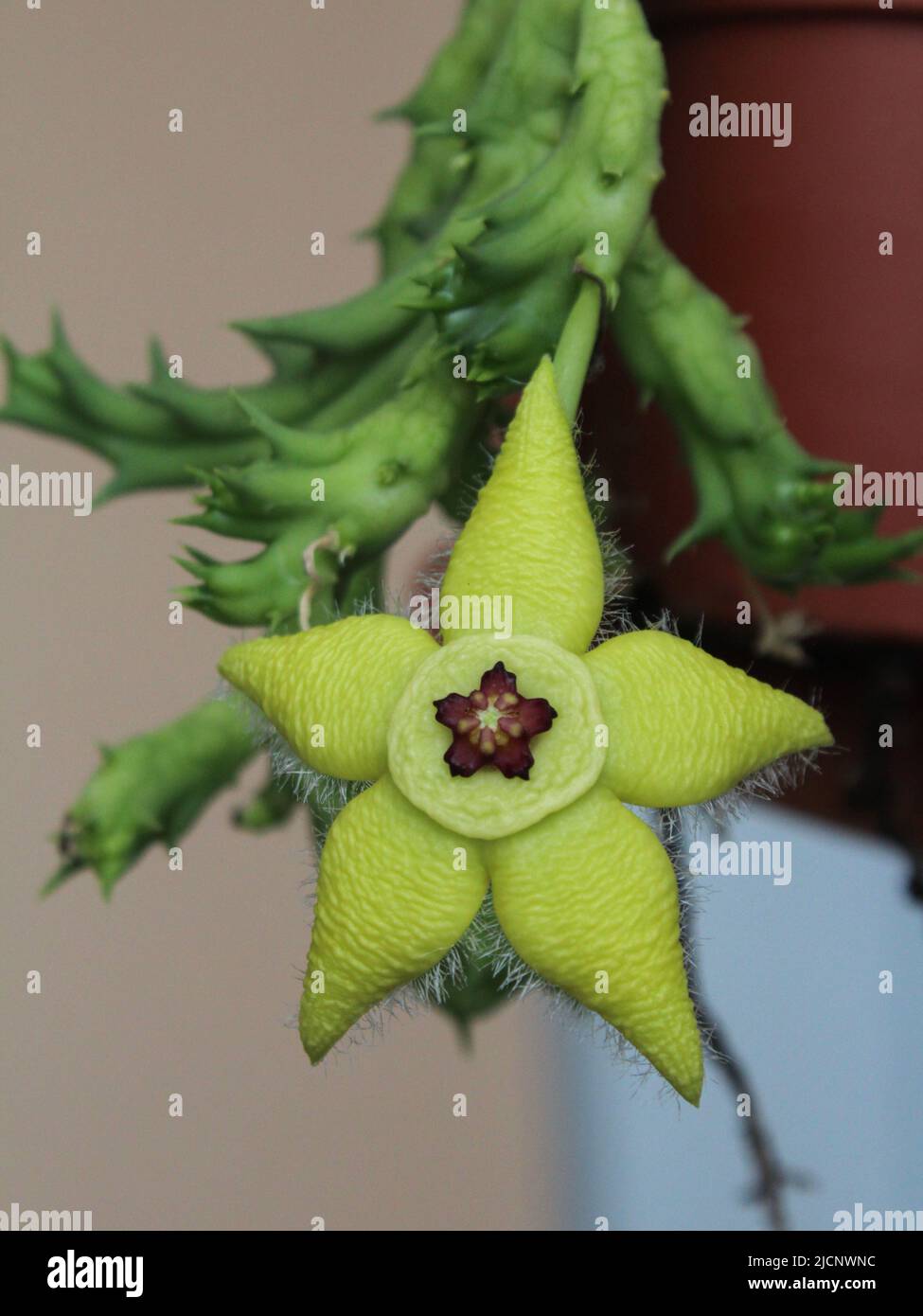 Flower of the succulent plant Orbea semota Stock Photo