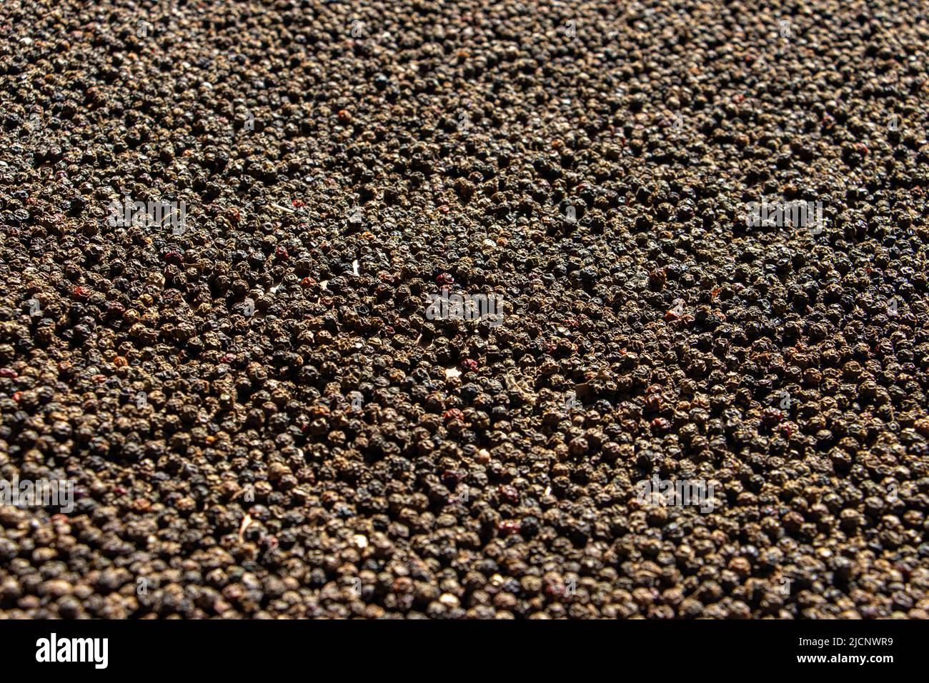 Black pepper (Piper nigrum) is drying on the sunlight Stock Photo