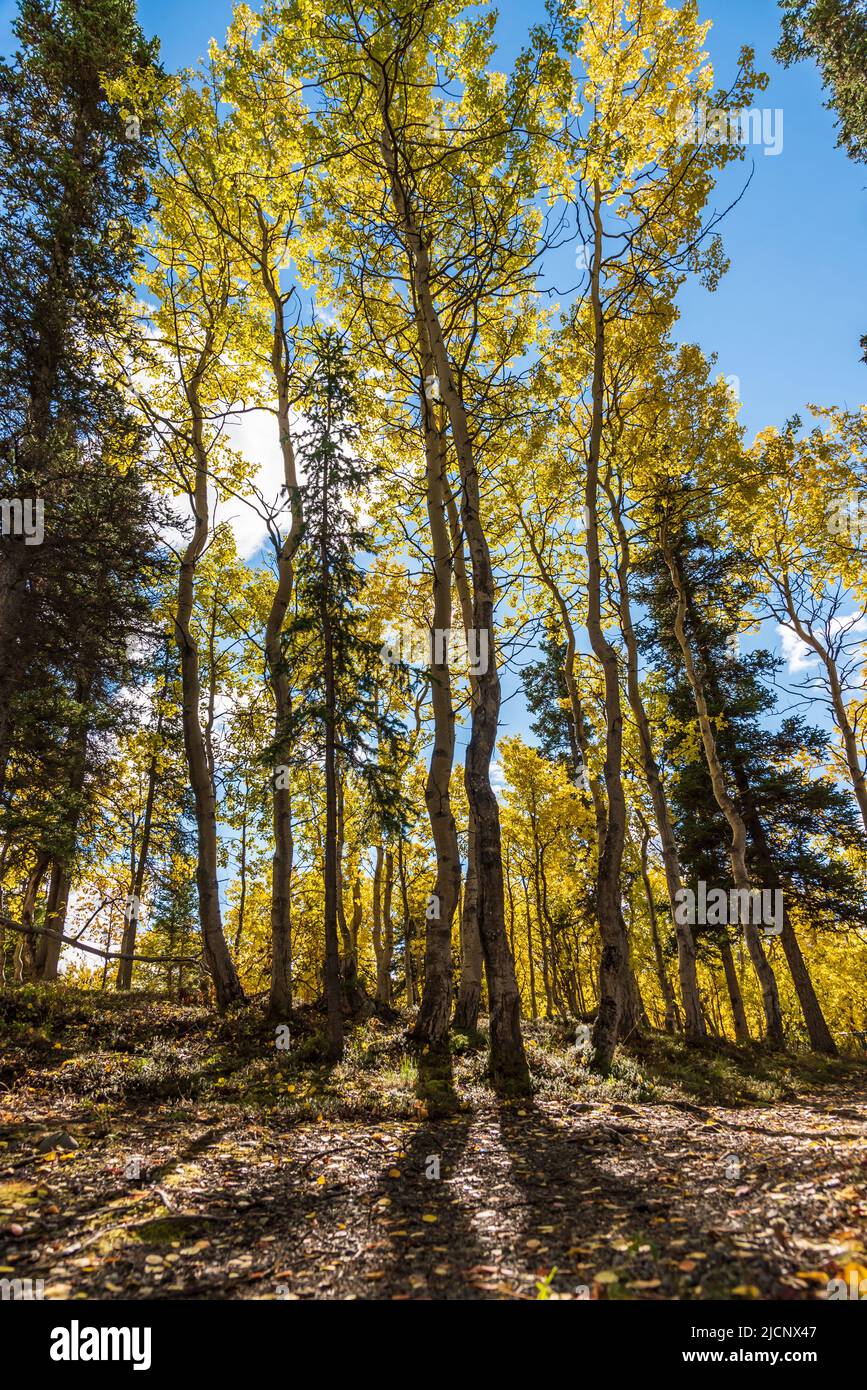 Fall in the boreal forest of Canada with yellow colored trees and blue sky background. Birch