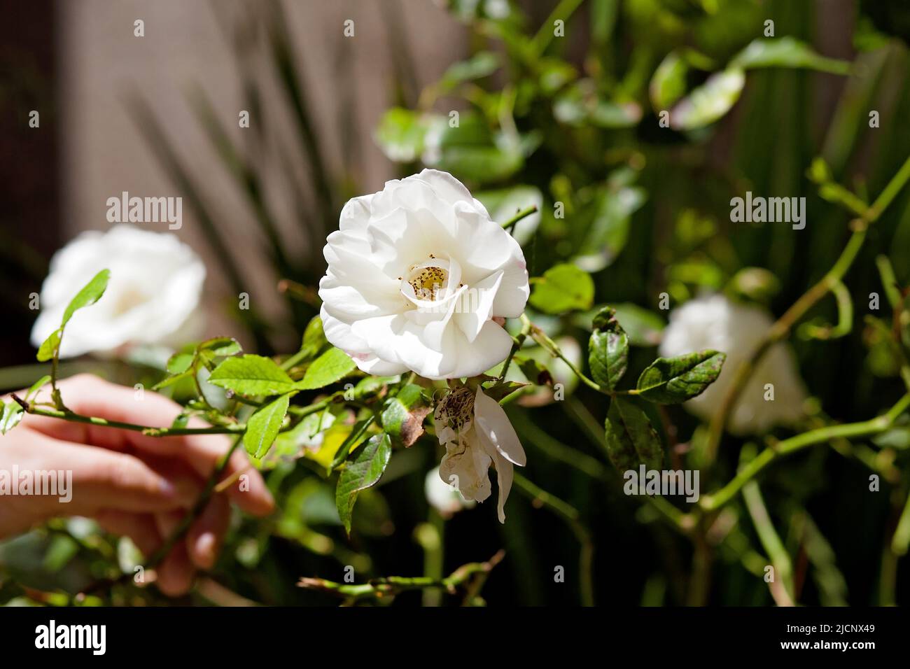 Hand toughing a branch of a white rose bush in a garden Stock Photo