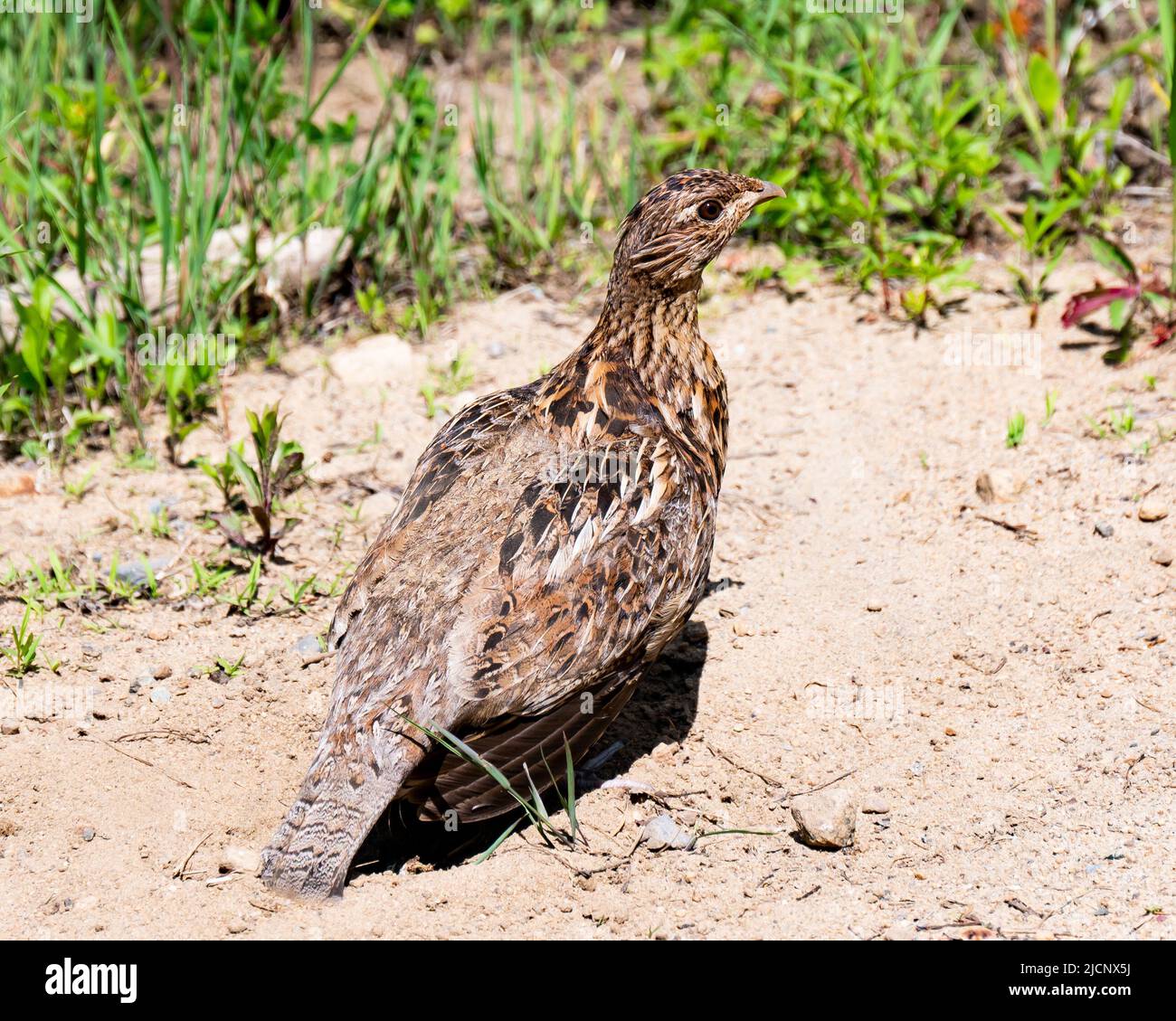 A Ruffed Grouse, Bonasa umbellus, standing in a sandy dust bath on the side of a gravel road in the Adirondack Mountains, NY USA wilderness. Stock Photo