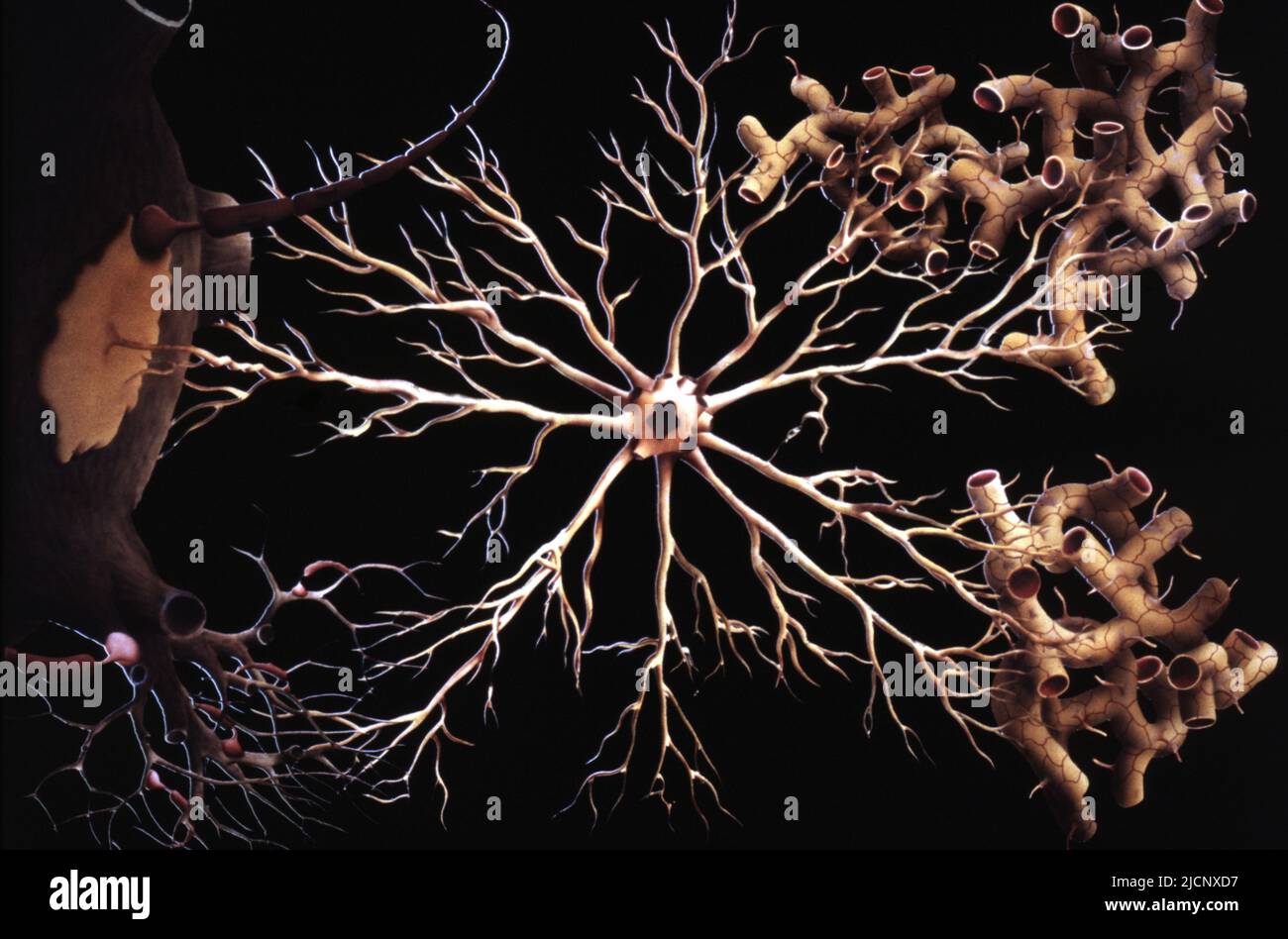 Glial cell, illustration. Glial cells are nervous system cells that