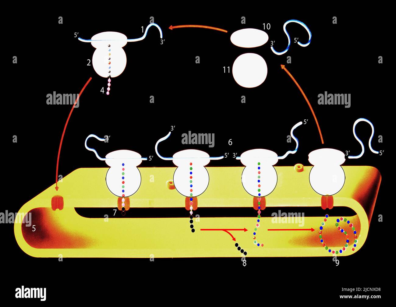 Illustration of the synthesis of proteins that are bound for secretion