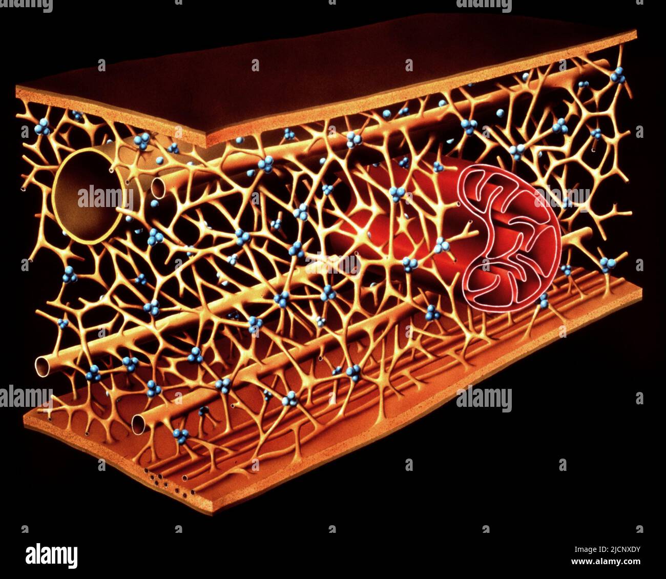 Microtrabecular network, illustration. This network is part of the cytoplasmic matrix of