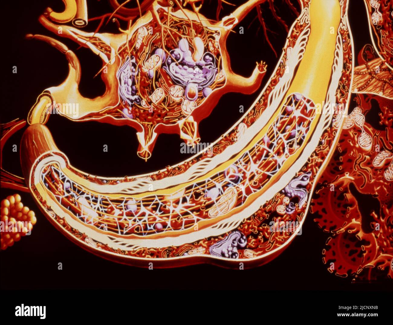 Illustration of a section through a nerve cell (cell body at top centre ...