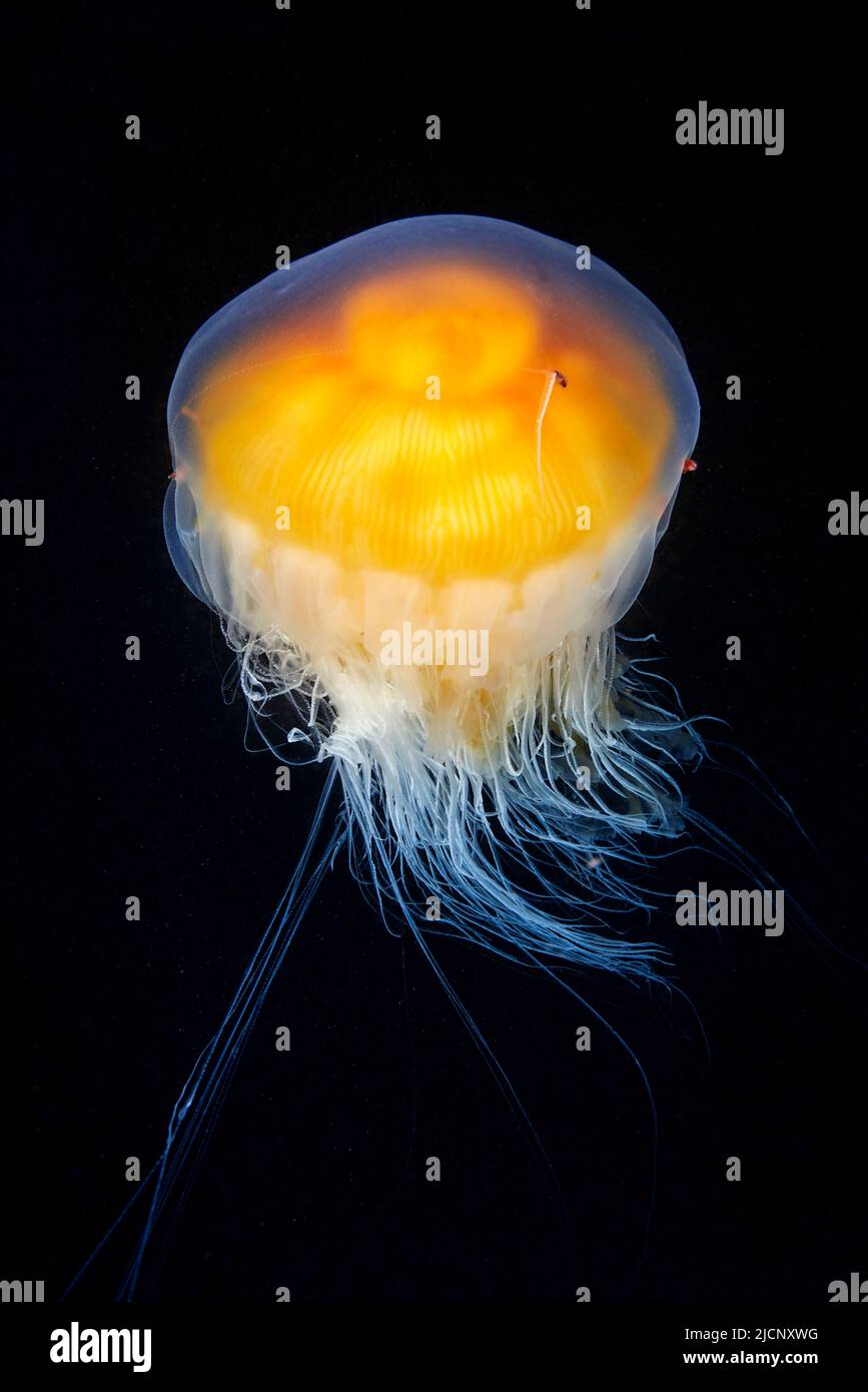 Egg yolk jellyfish (Phacellophora camtschatica Stock Photo Alamy