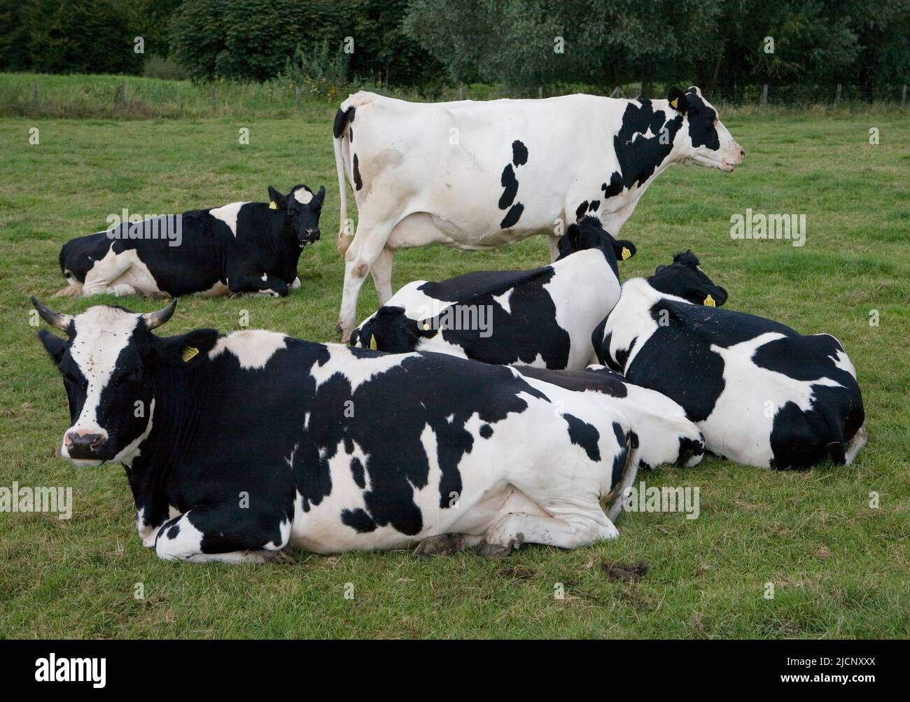 Holstein Friesian cows, often shortened as Friesians in Europe, and