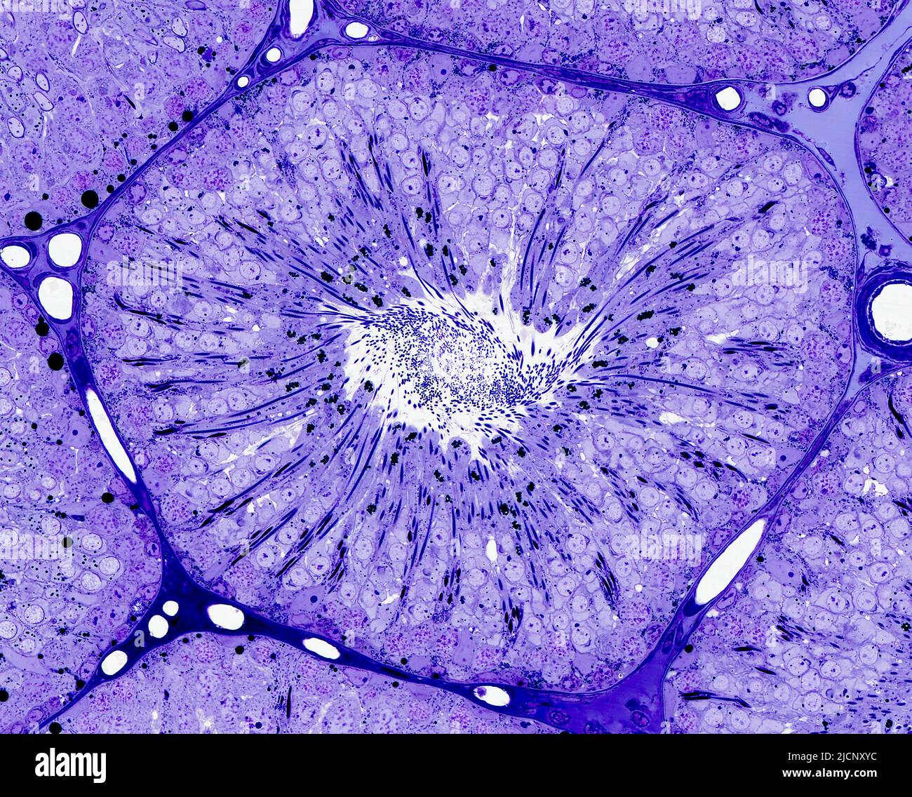Light micrograph of a seminiferous tubule in crosssection containing the seminiferous