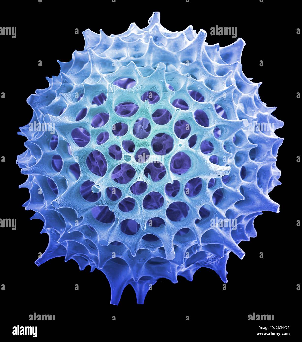 Radiolarian. Coloured scanning electron micrograph (SEM) of a