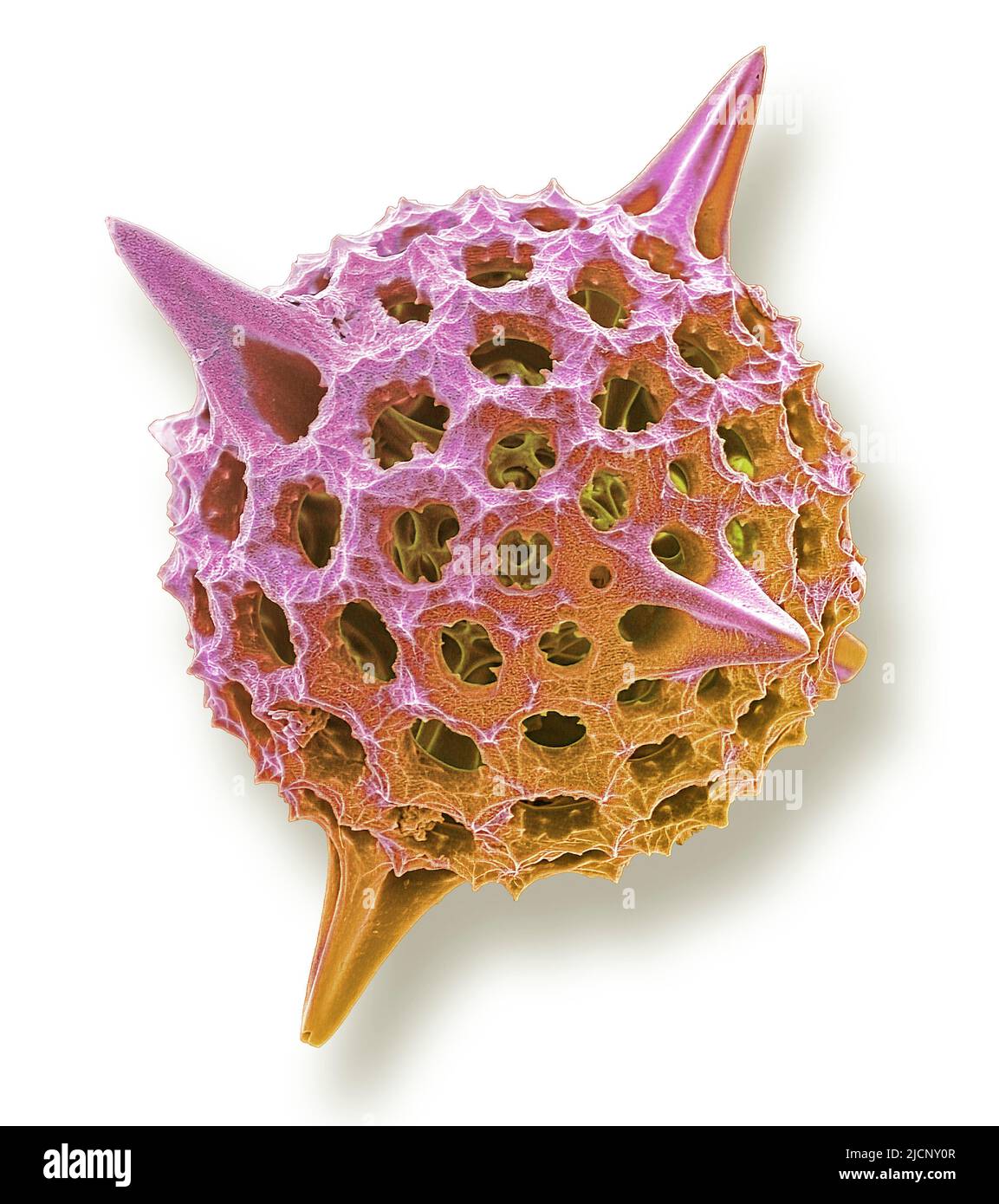 Radiolarian. Coloured scanning electron micrograph (SEM) of a