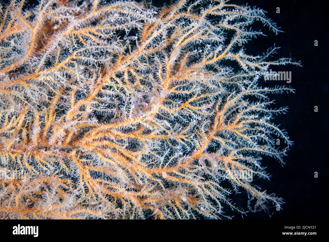 Skeleton shrimps (Caprella septentrionalis) hiding in hydrozoan polyp ...