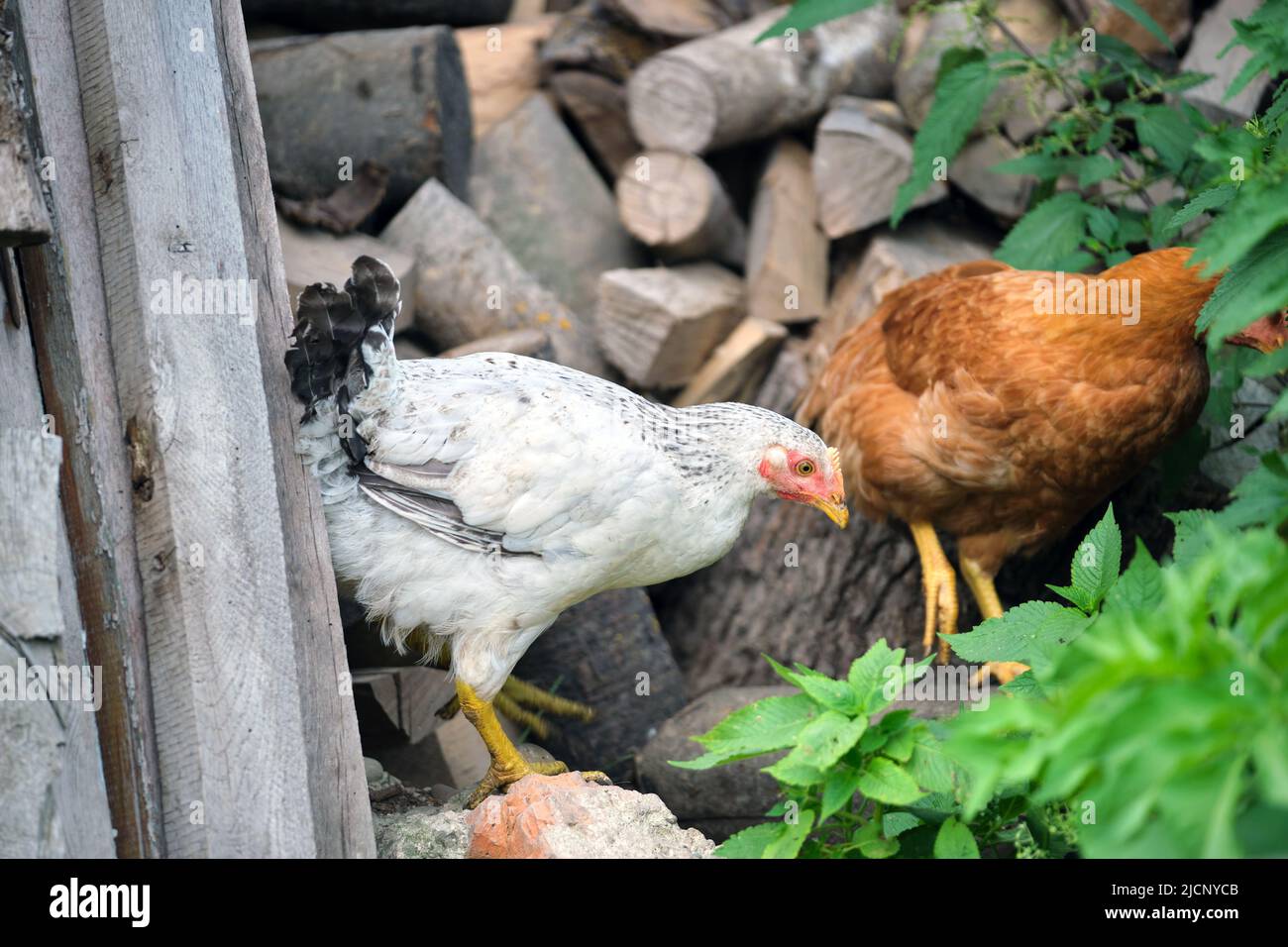 Hen feeding on traditional rural barnyard. Domestic chicken standing on