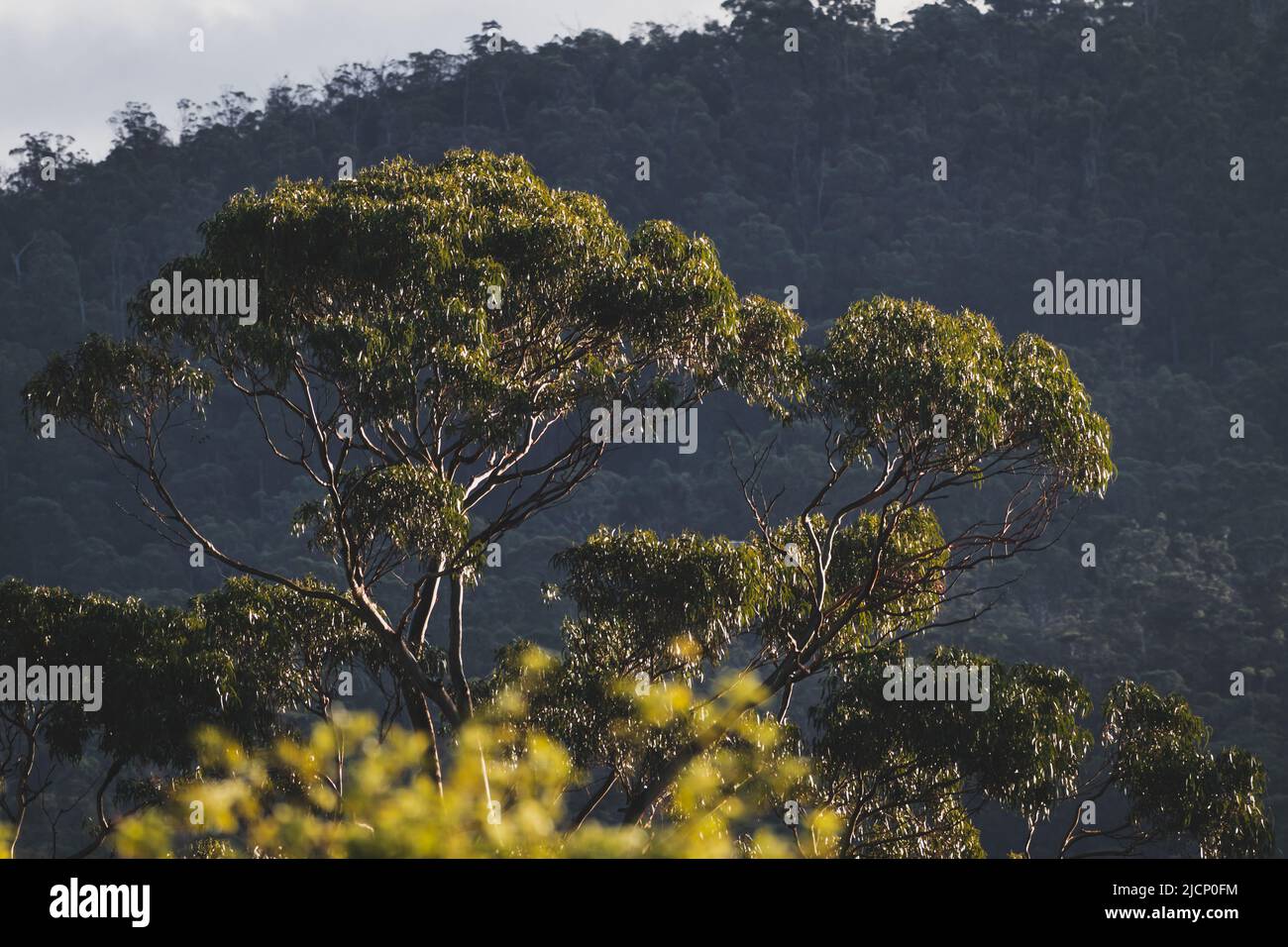 native Australian eucalypus gum tree surrounded by thick bush ...