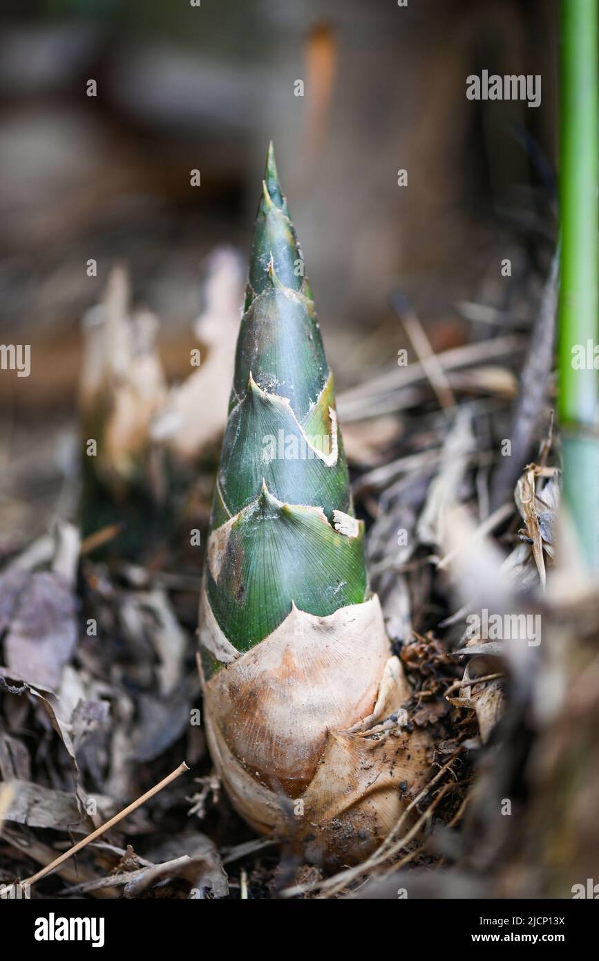 Bamboo shoot on ground in the bamboo forest , Fresh raw bamboo shoots