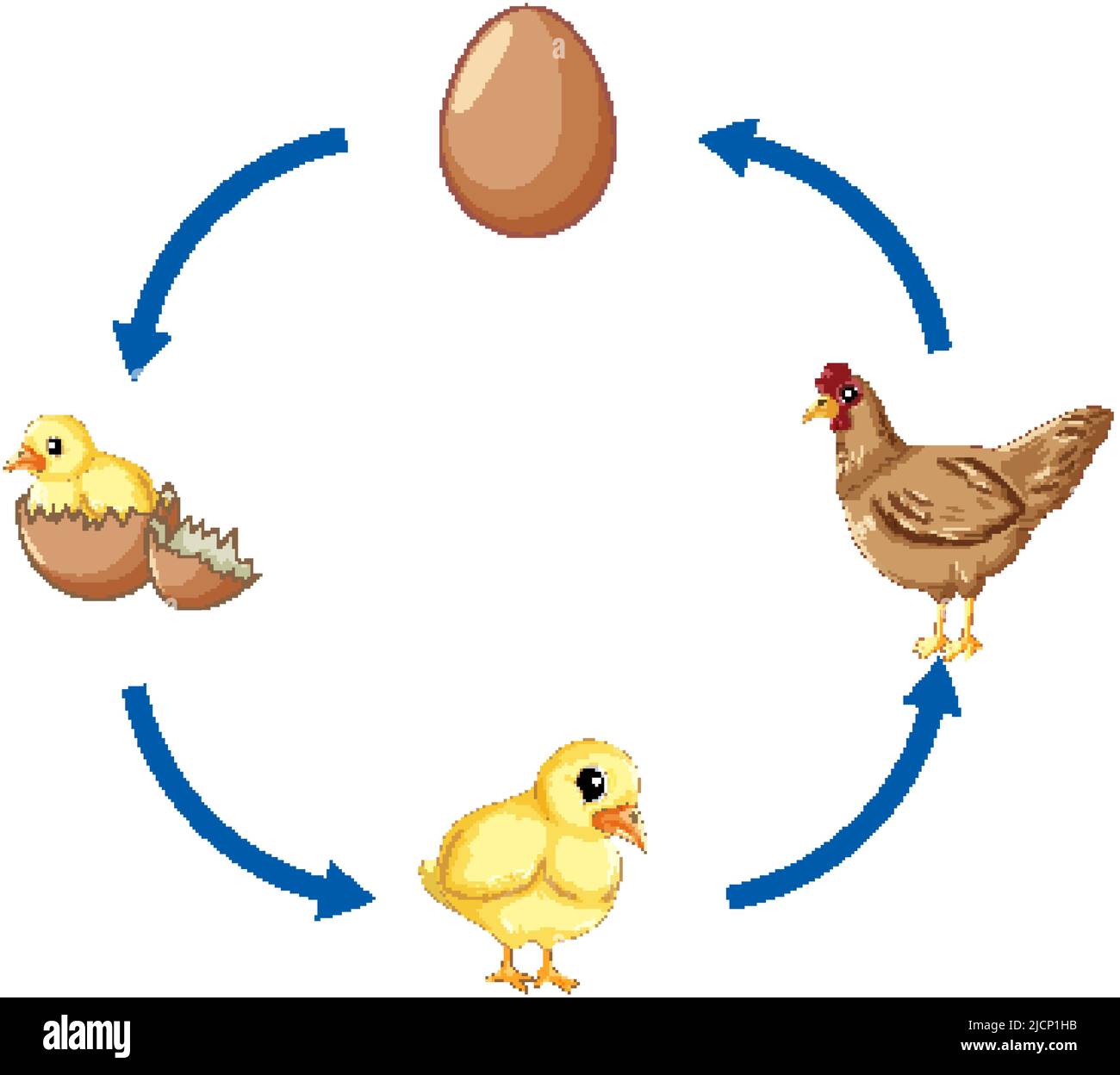 Chicken Life Cycle Diagram Illustration Stock Vector Image Art Alamy