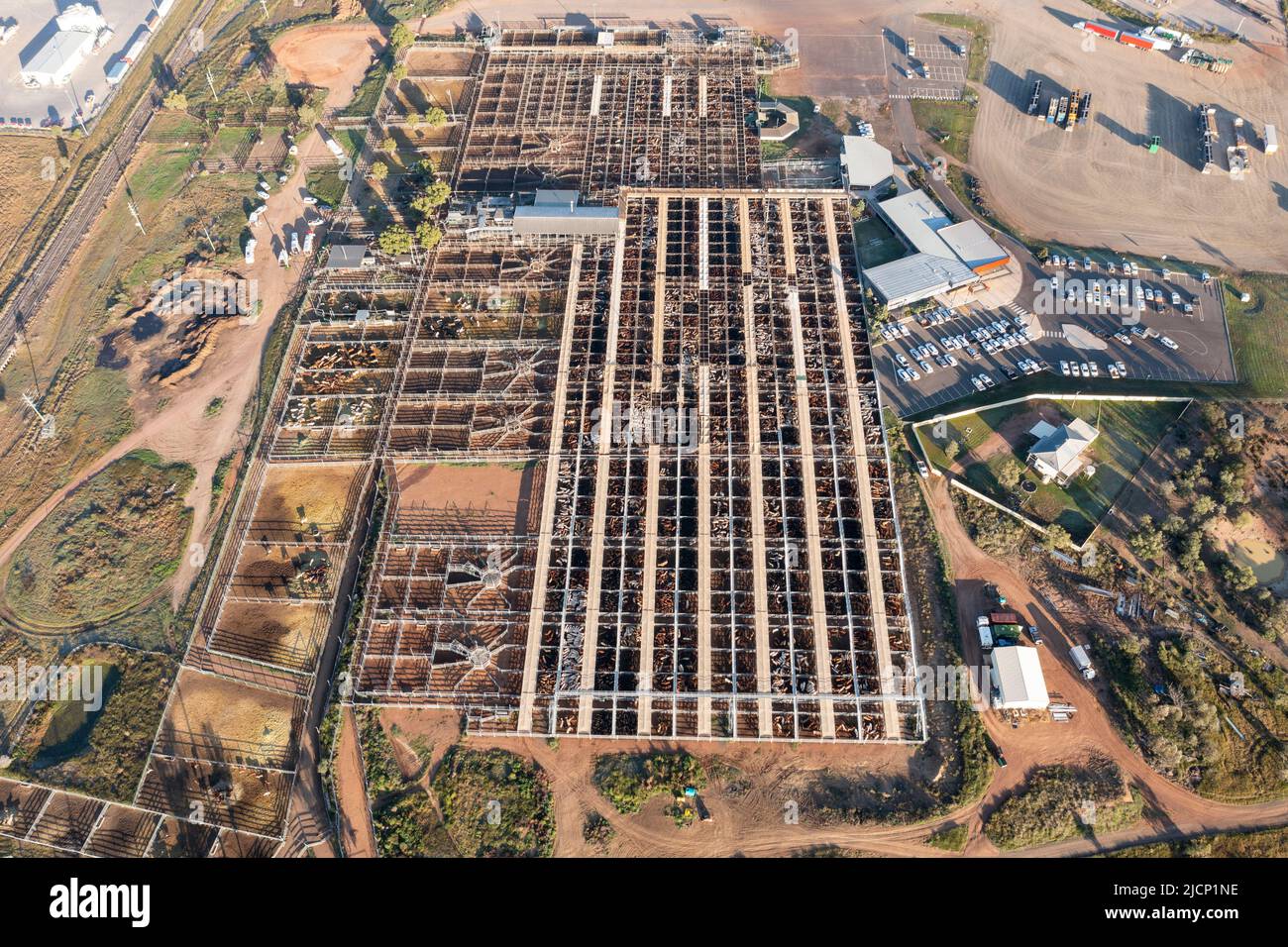 Roma cattle saleyards the largest center in Australia Stock Photo Alamy