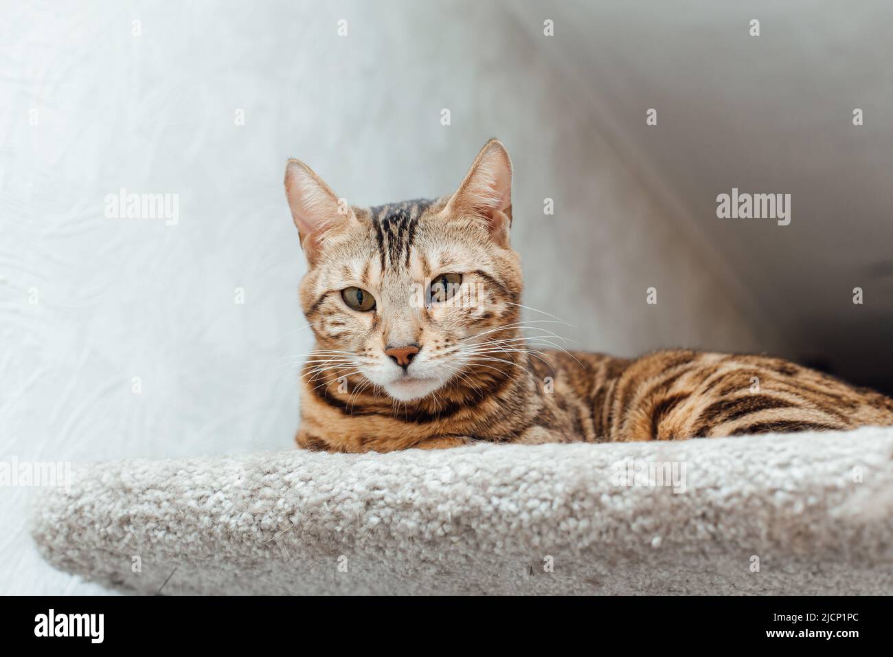 Young cute bengal cat laying on a soft cat's shelf of a cat's house