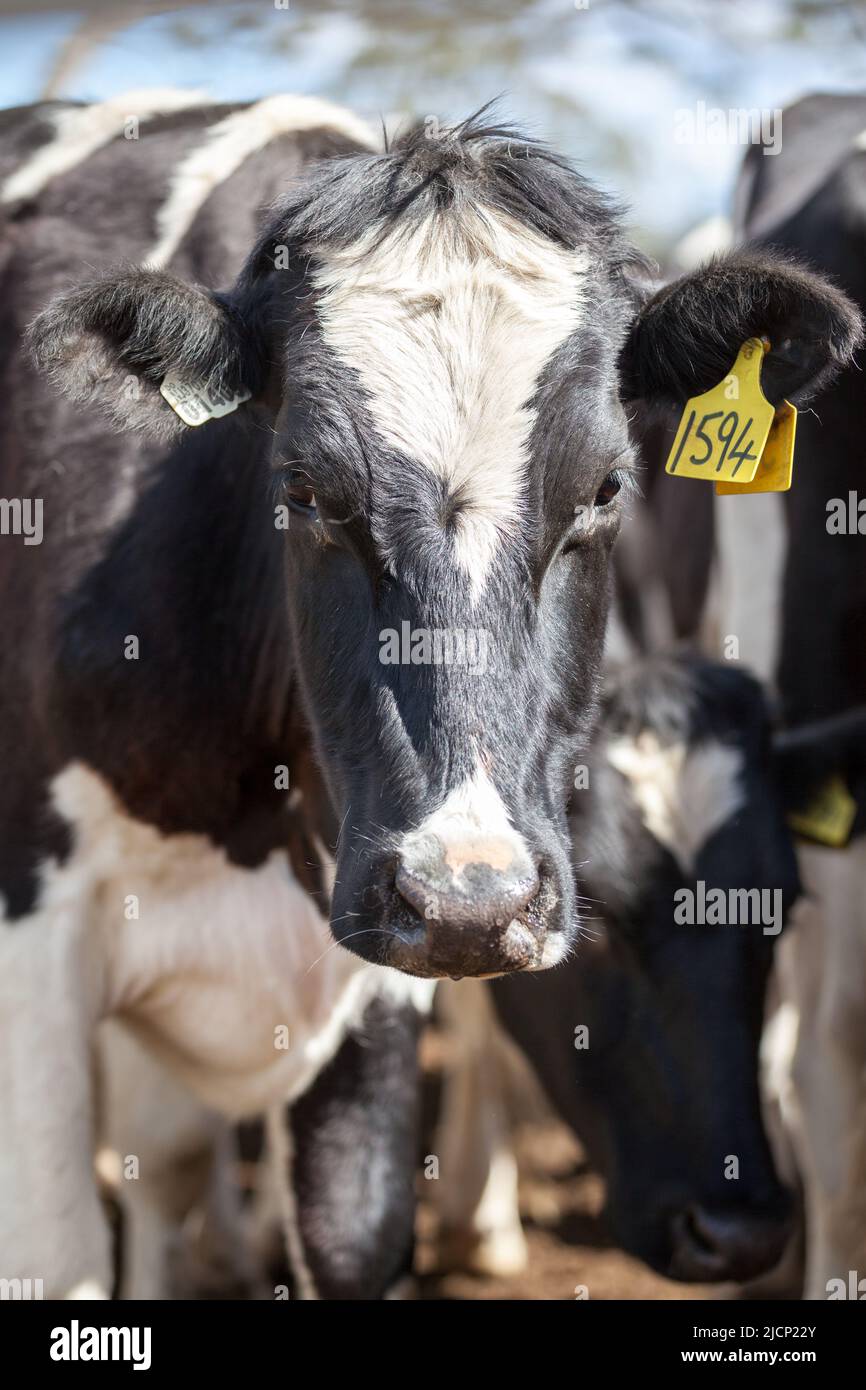 Hereford cow up close hi-res stock photography and images - Alamy