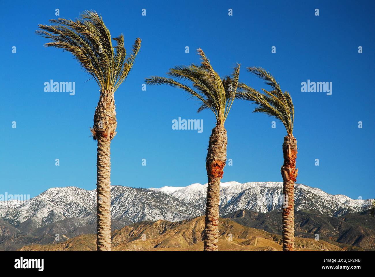 Palm trees and snow capped mountains produce a contrast in climates and landscapes in the San Bernardino Mountains of Southern California near Cabazon Stock Photo